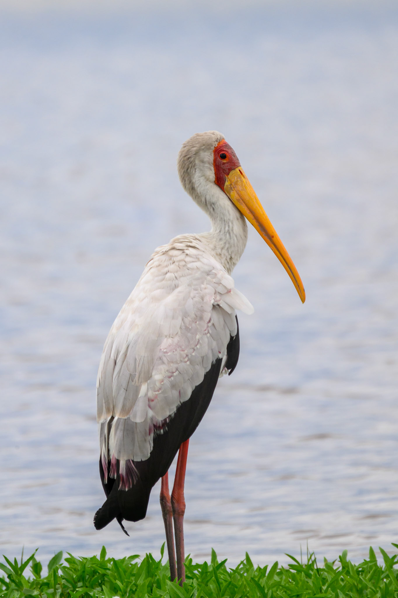 Yellow-billed Stork