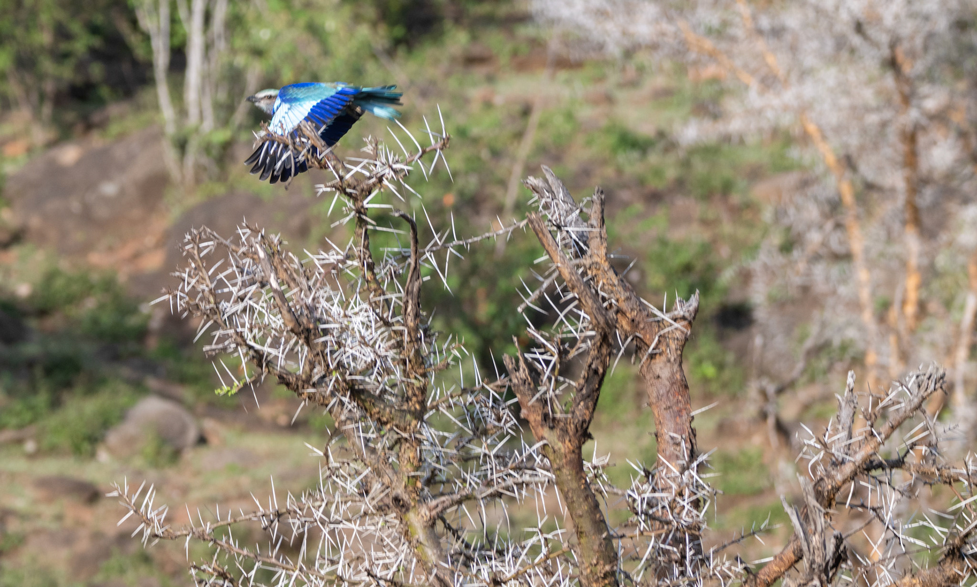 Lilac-Breasted Roller in flight