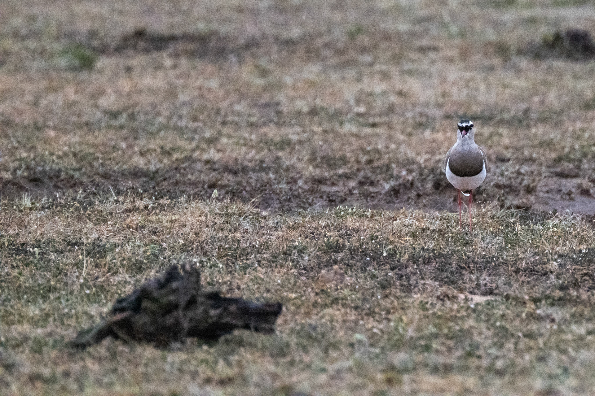 Crowned Lapwing