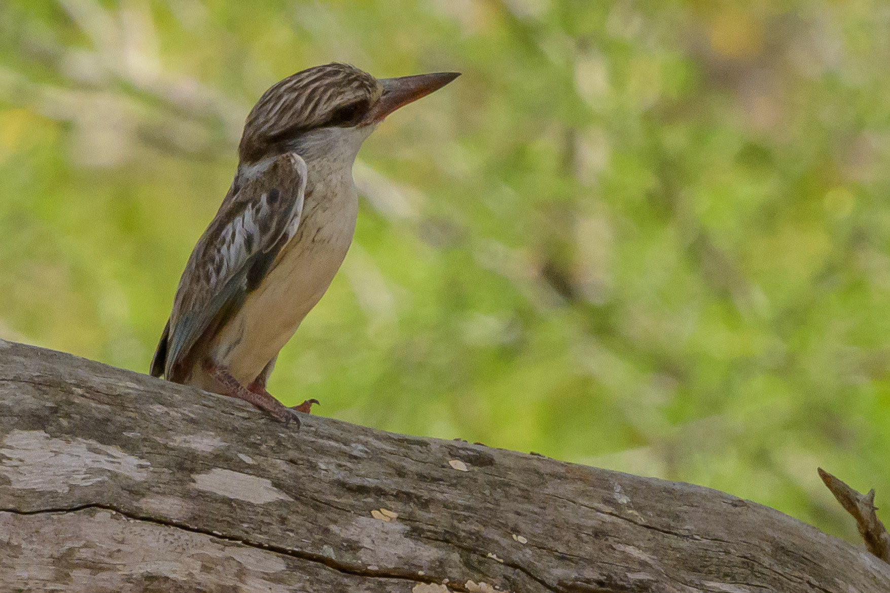 Striped Kingfisher