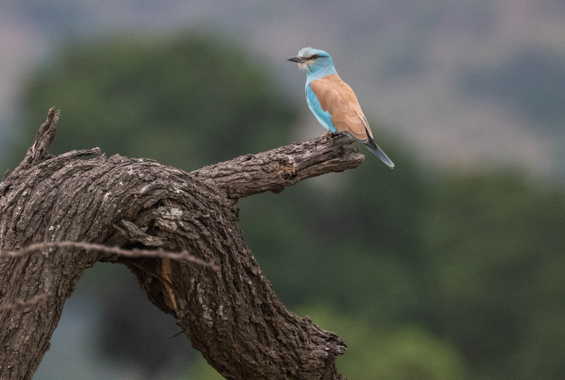 Abyssinian Roller