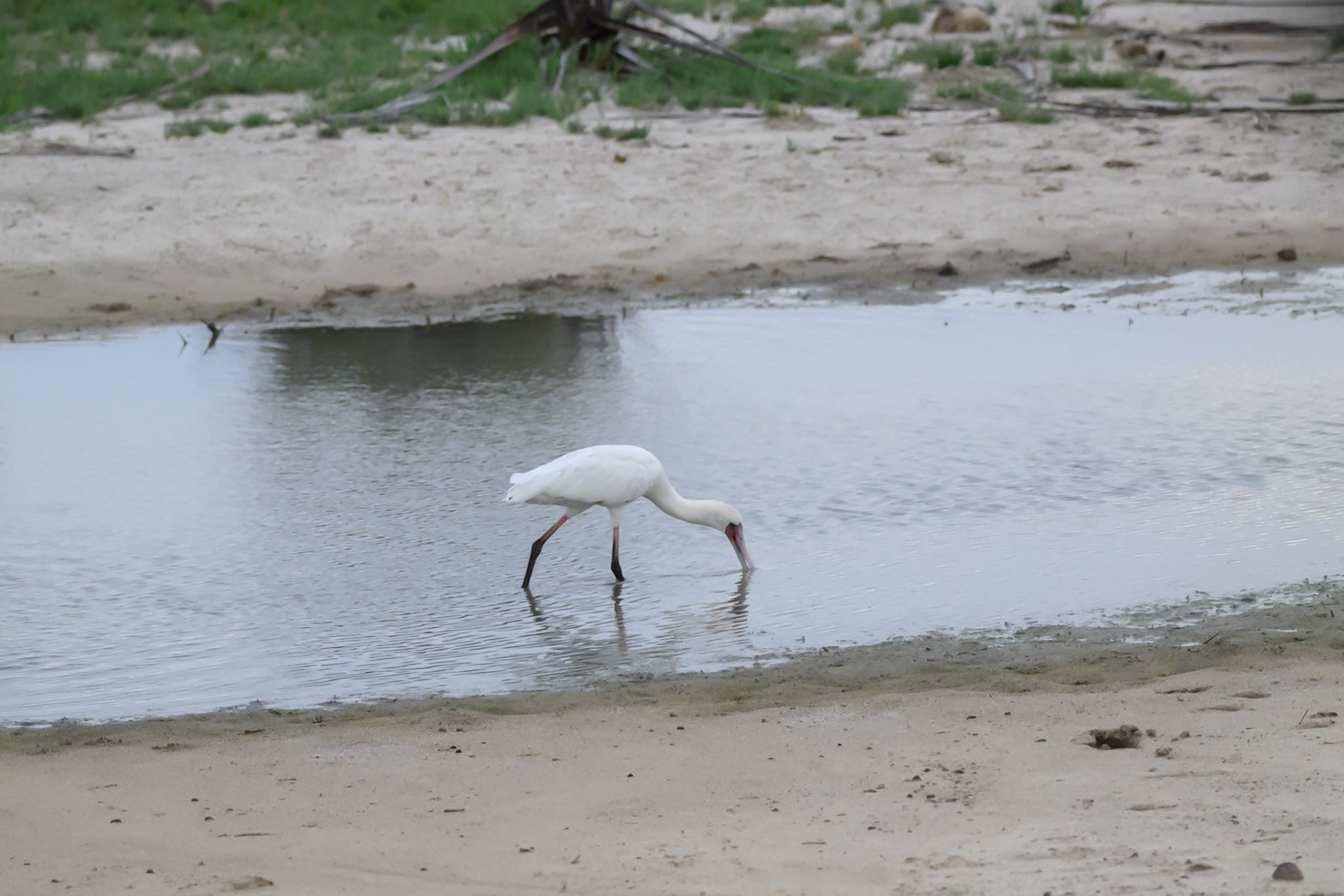 Spoonbill