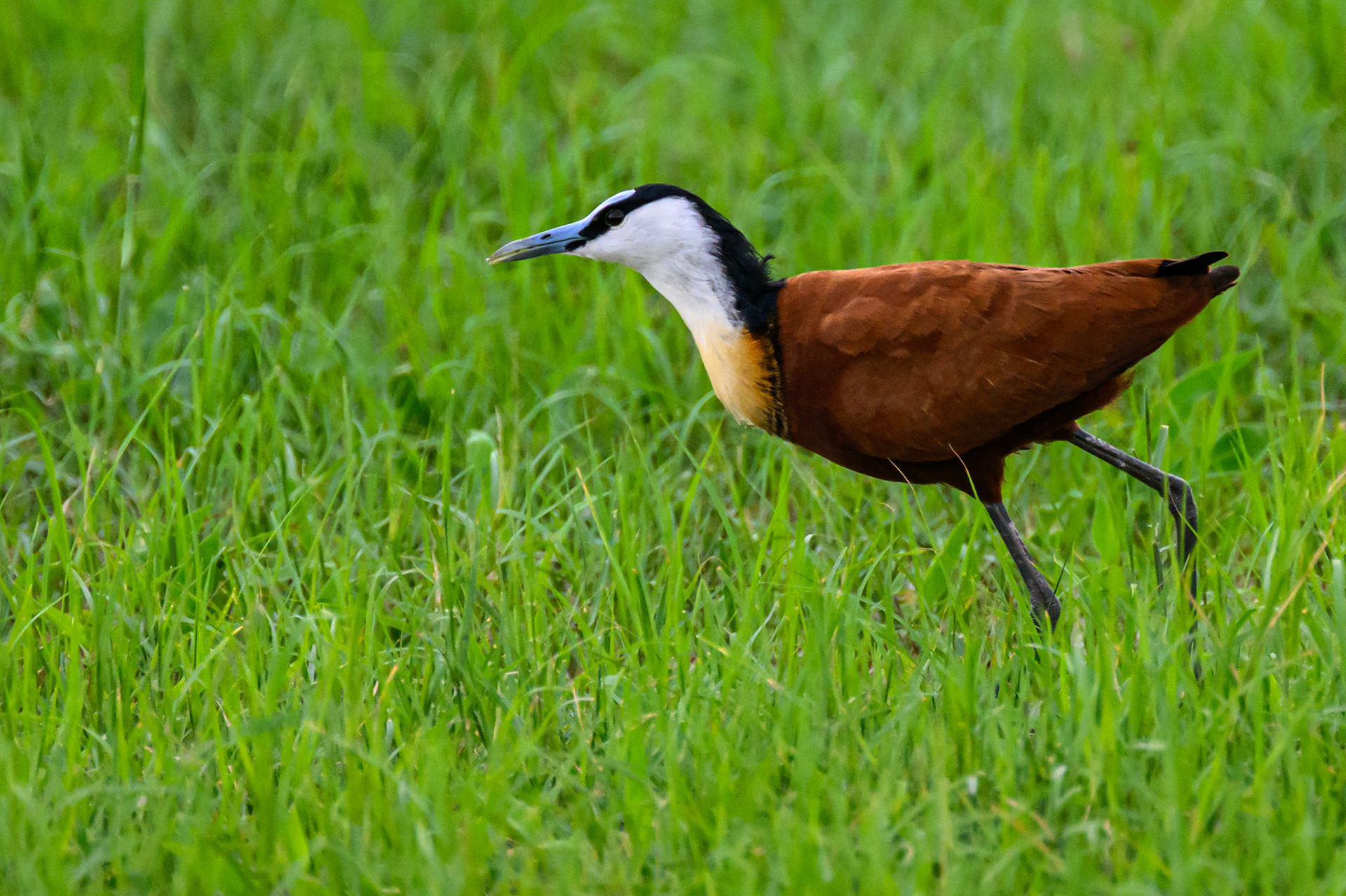 African Jacana
