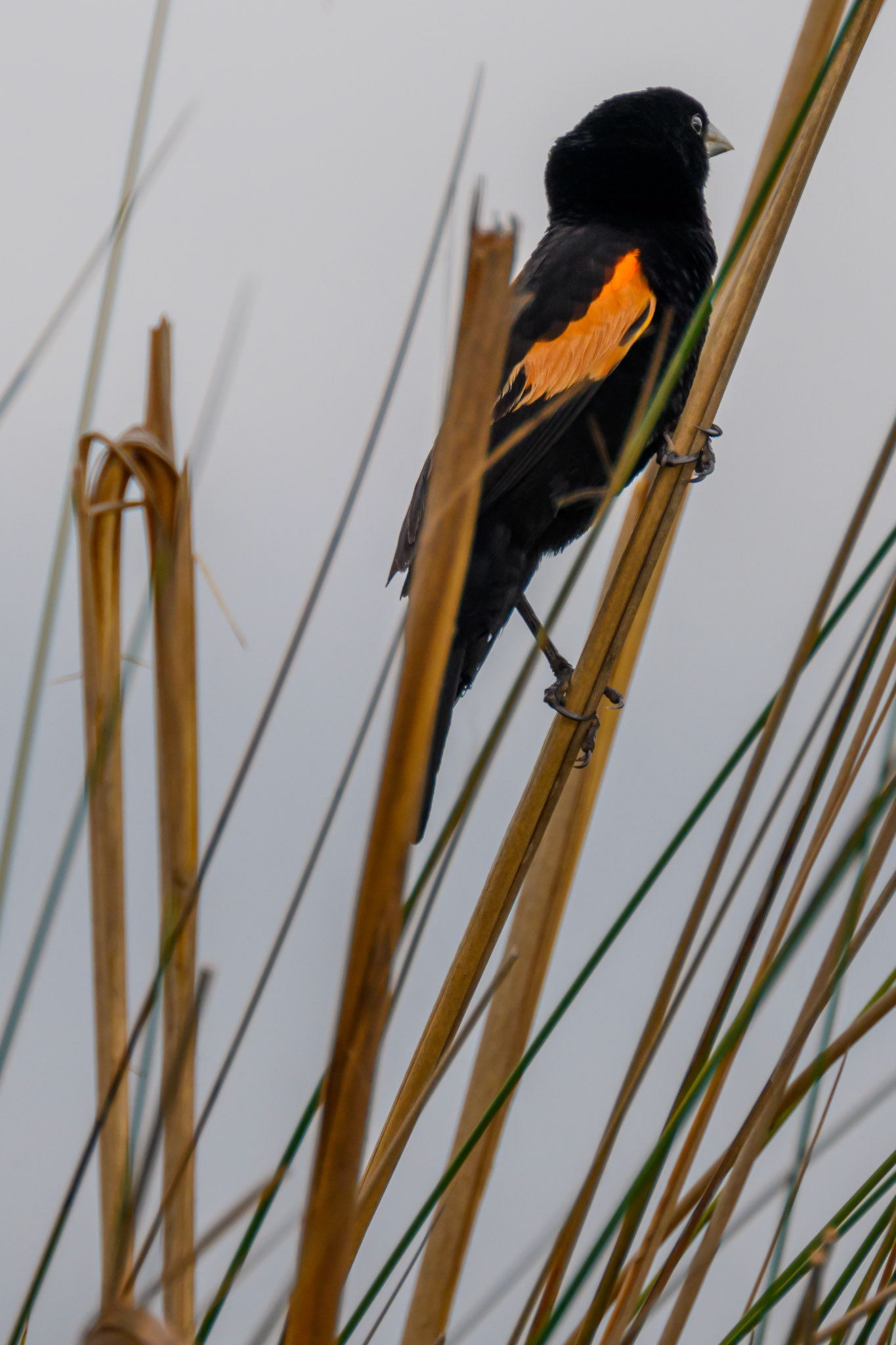 Fan-tailed Widow Bird
