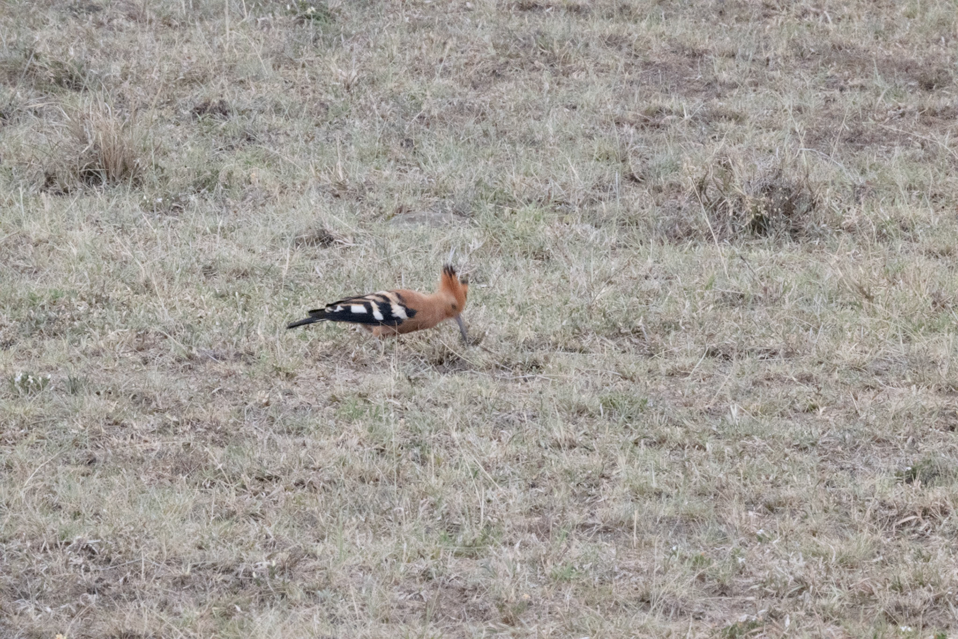 Hoopoe