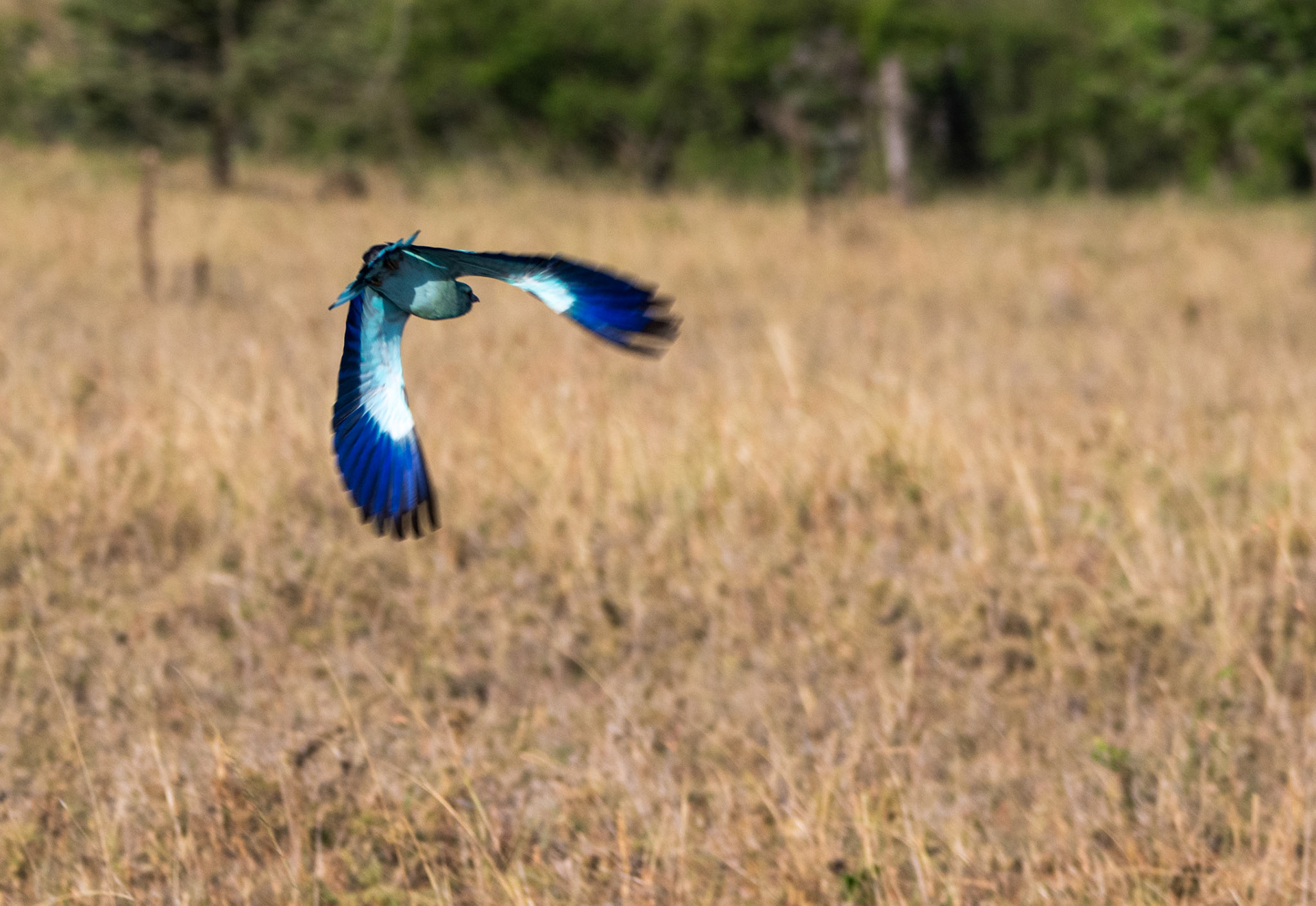 Abyssinian Roller in flight