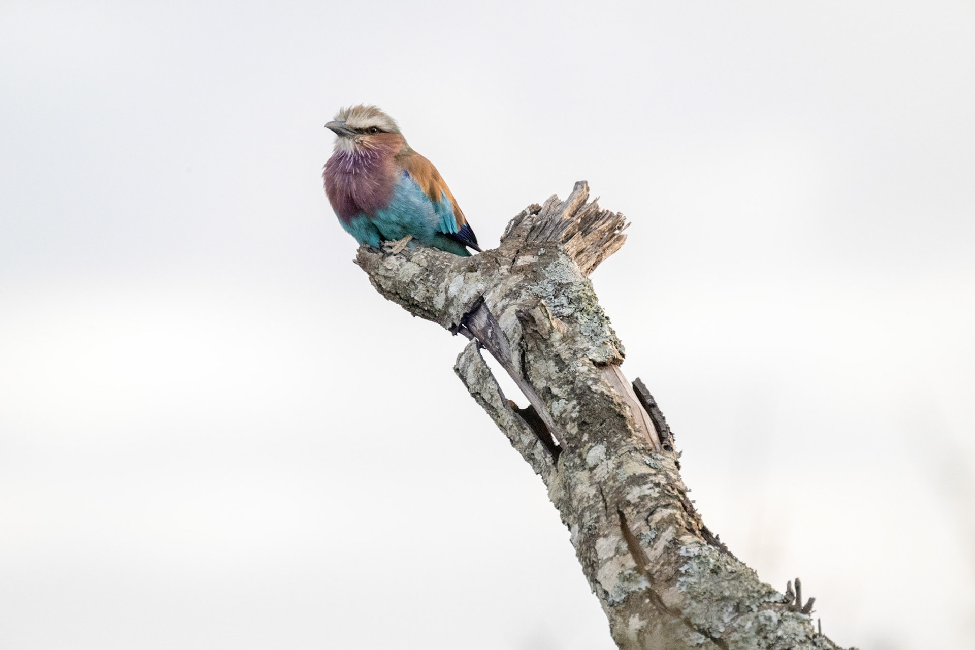 Lilac-Breasted Roller