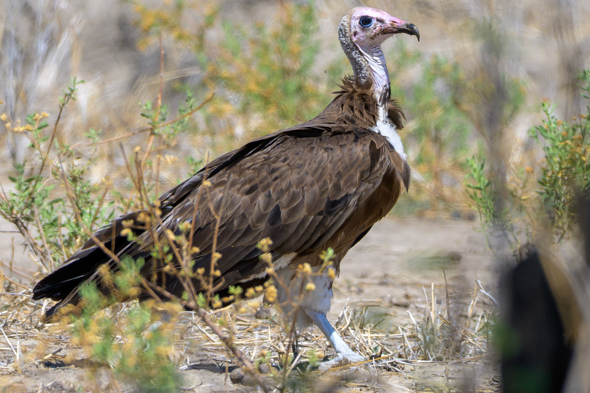 Hooded Vulture