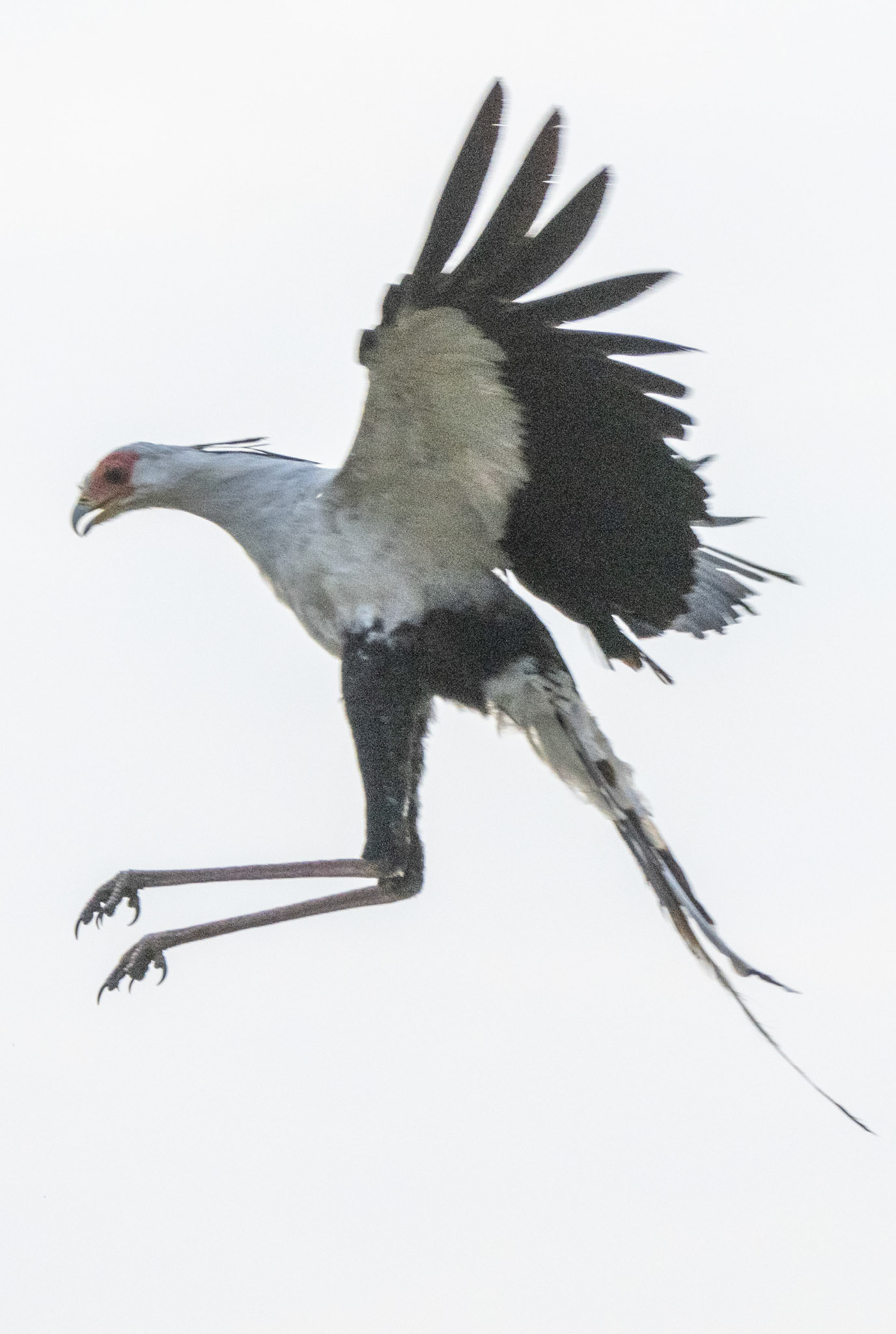 Secretary Bird