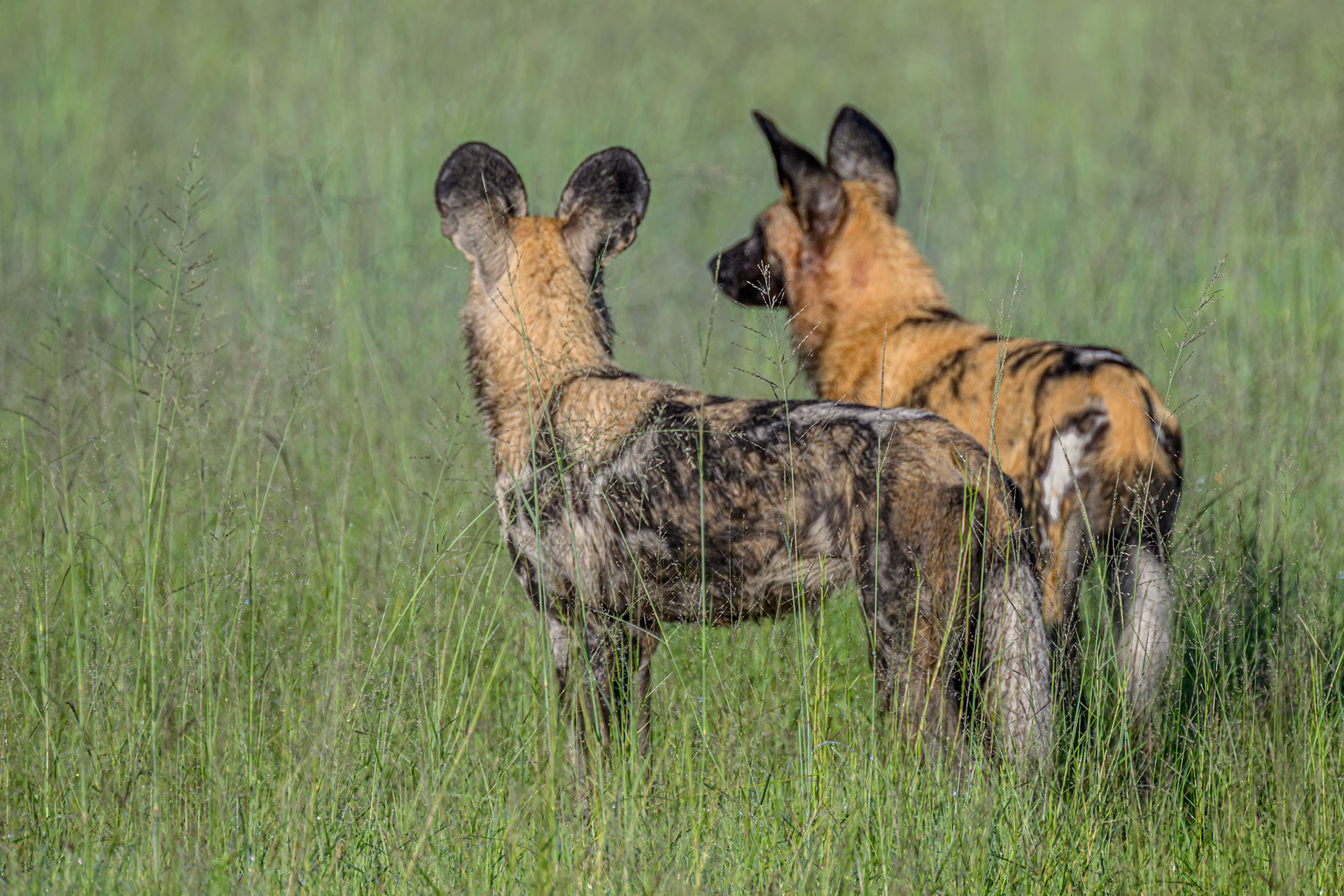 Wild Dogs