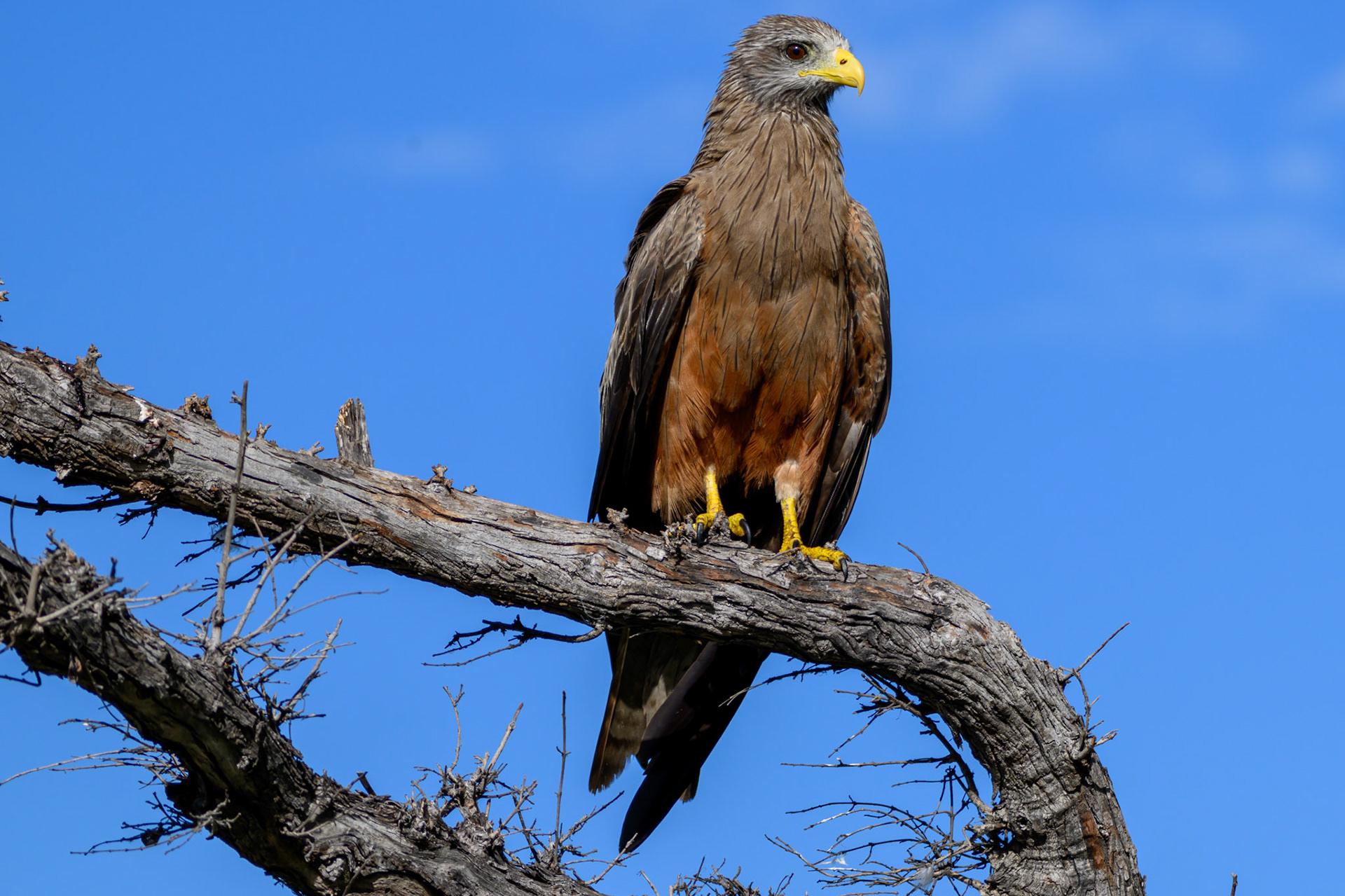 Yellow-billed Kite