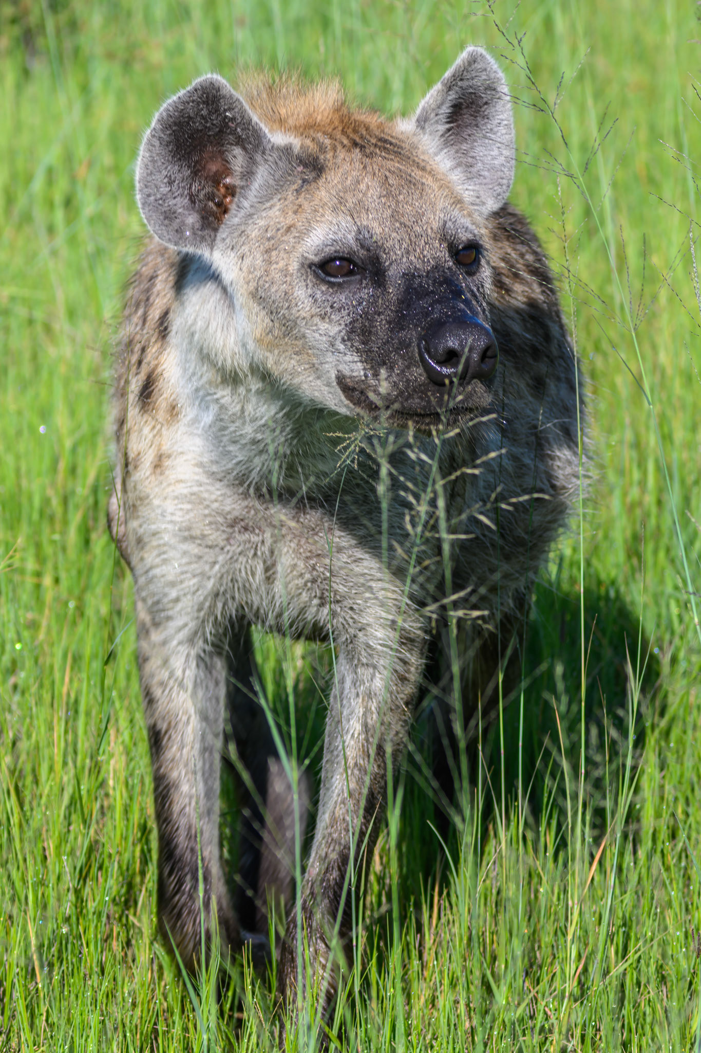 Hyena
