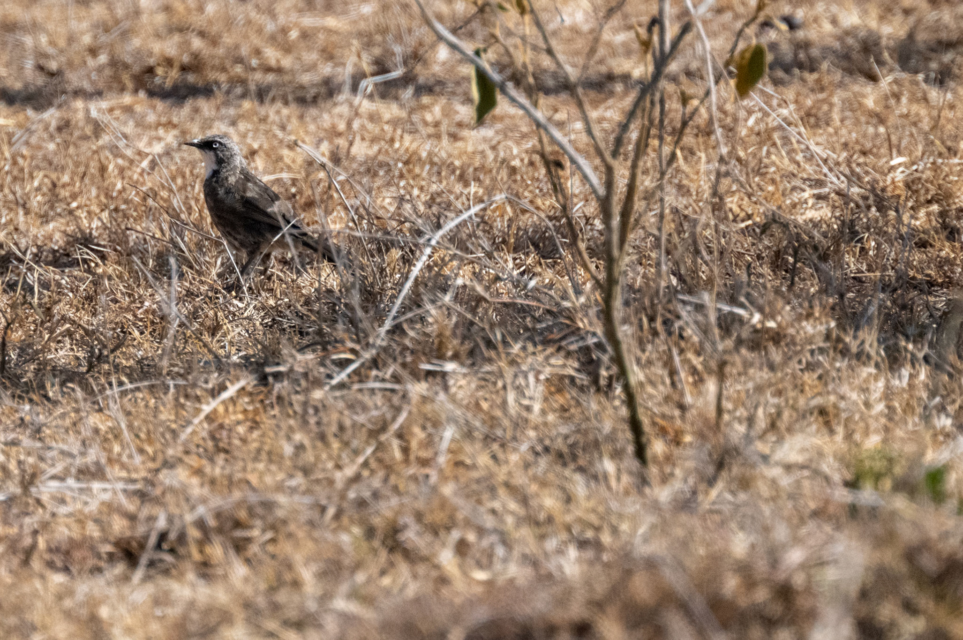 Black-Lored Babbler
