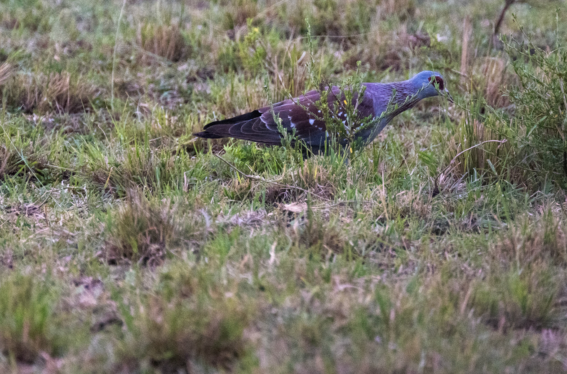 Speckled Pigeon