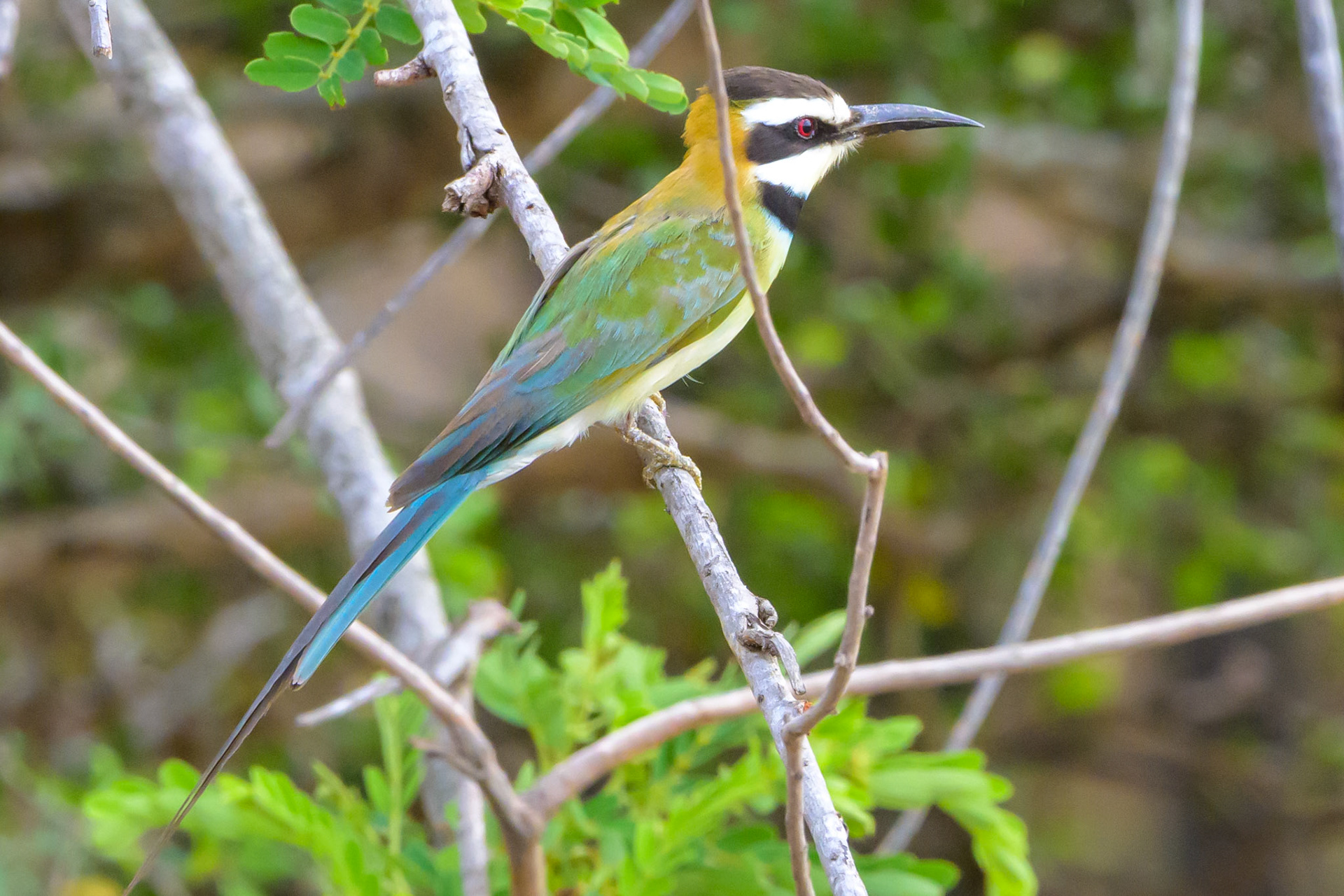 White-throated Bee-Eater