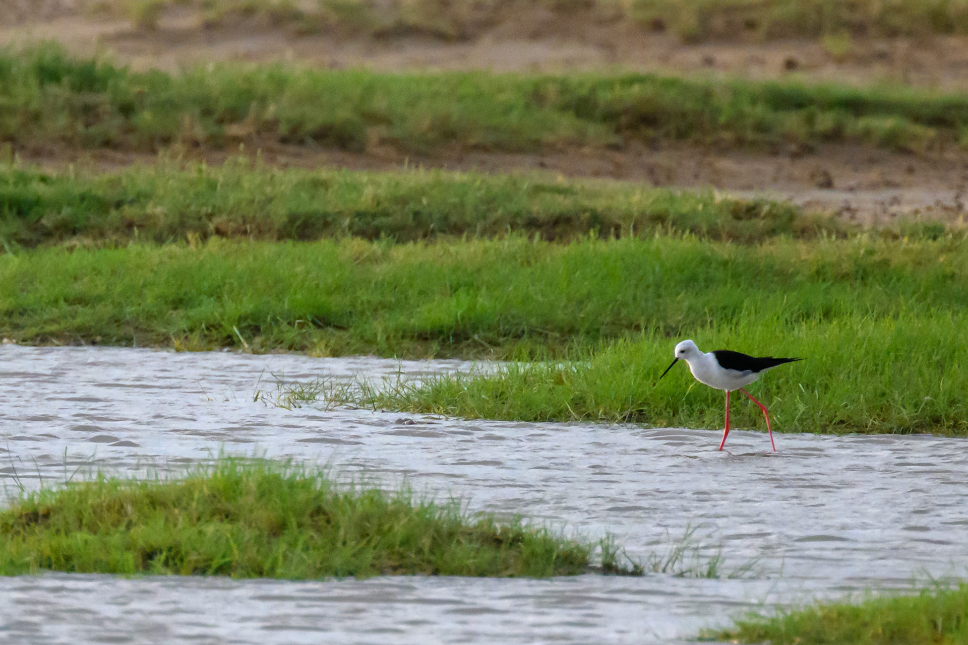 Black-winged Stilt