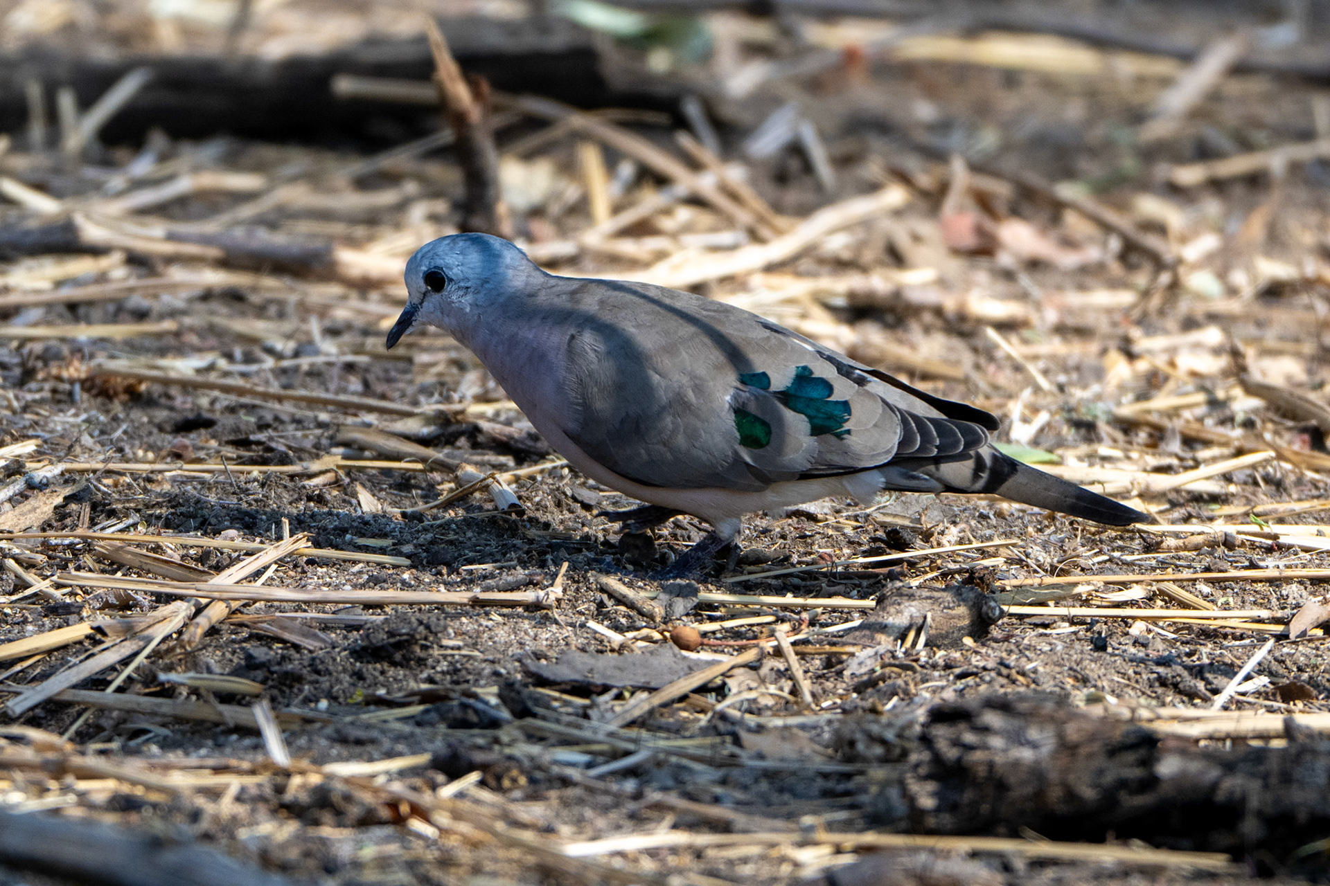 Blue-spotted Wood Dove