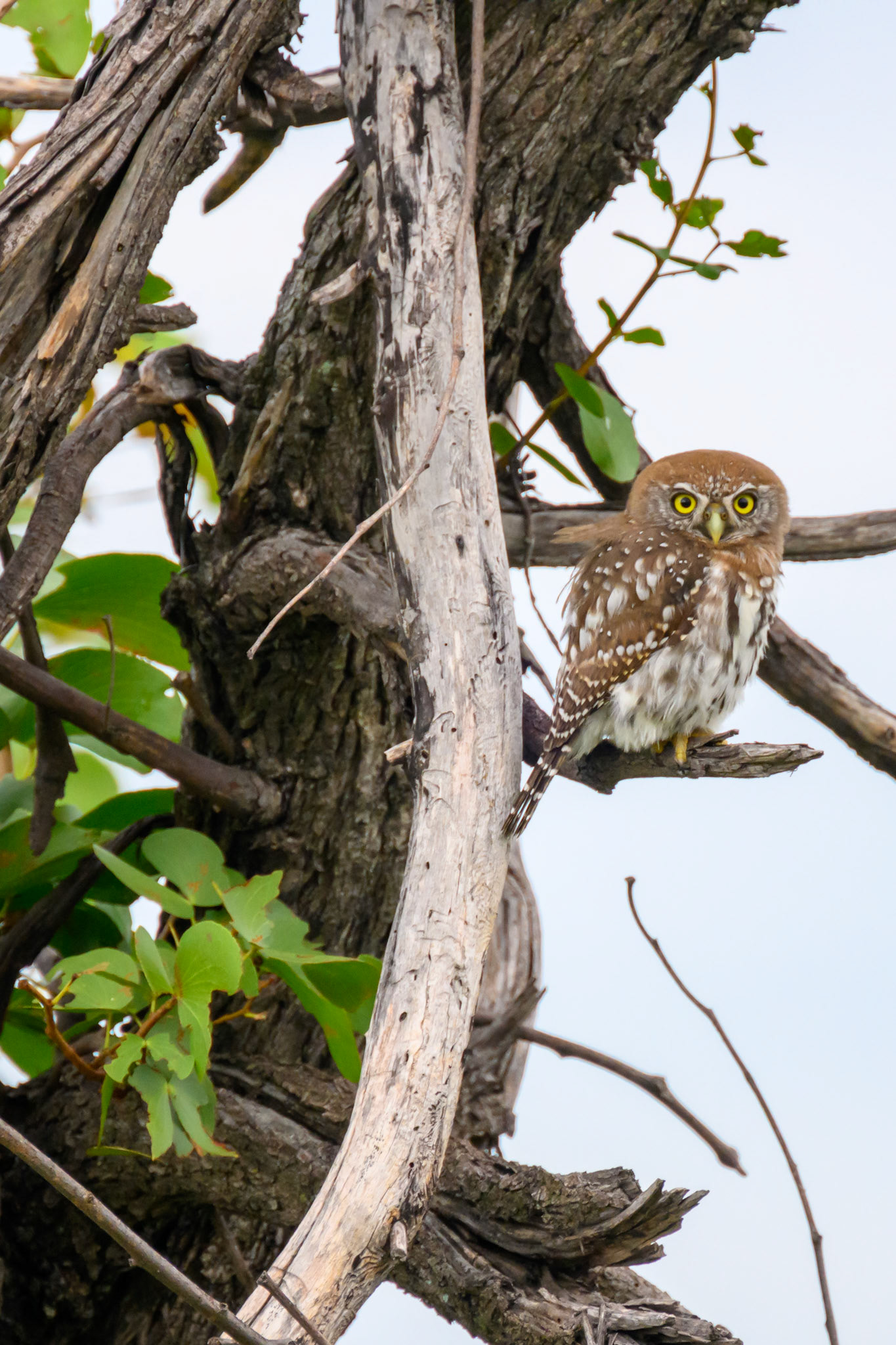 Pearl Spotted Owlet