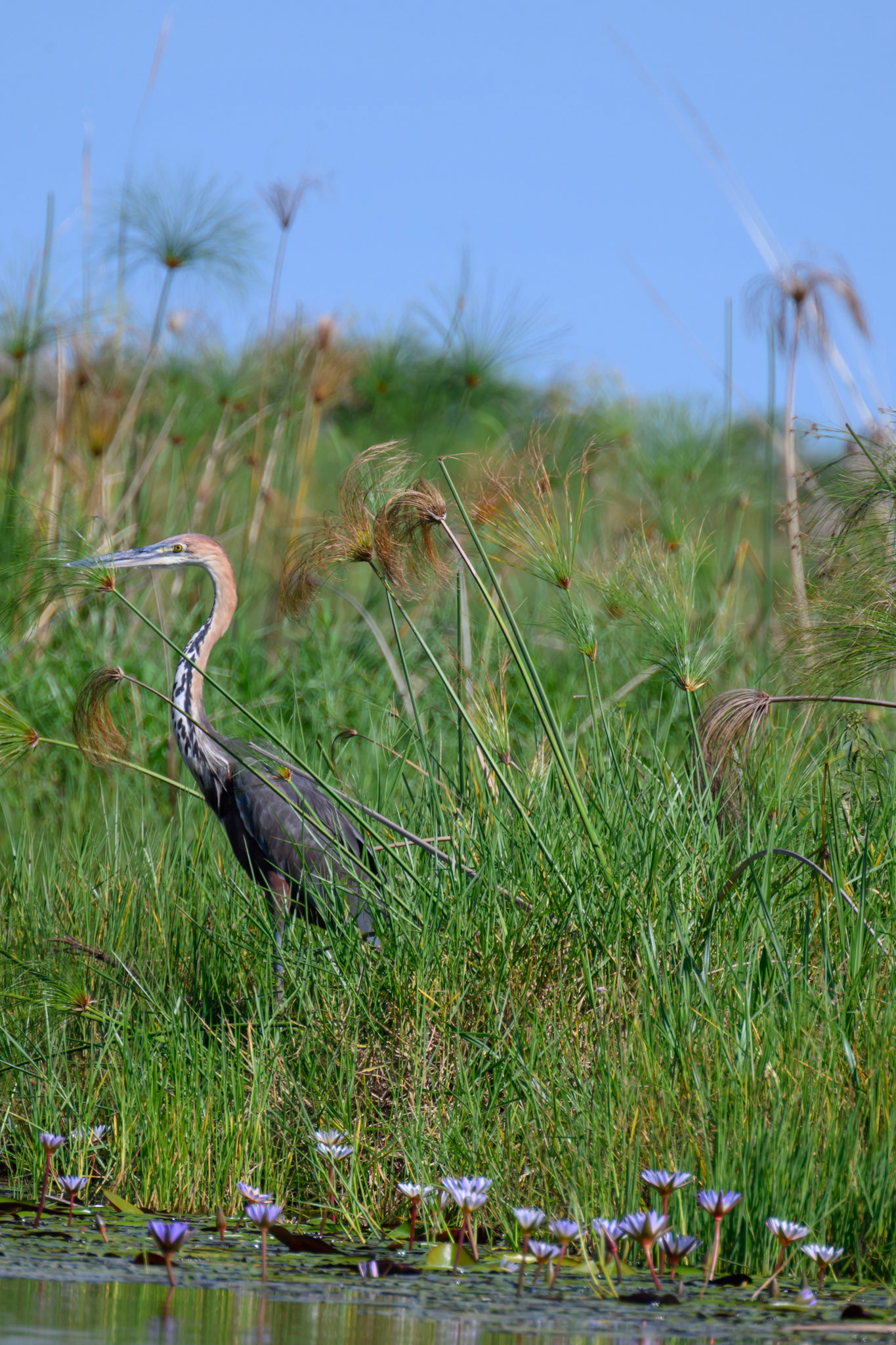Goliath Heron