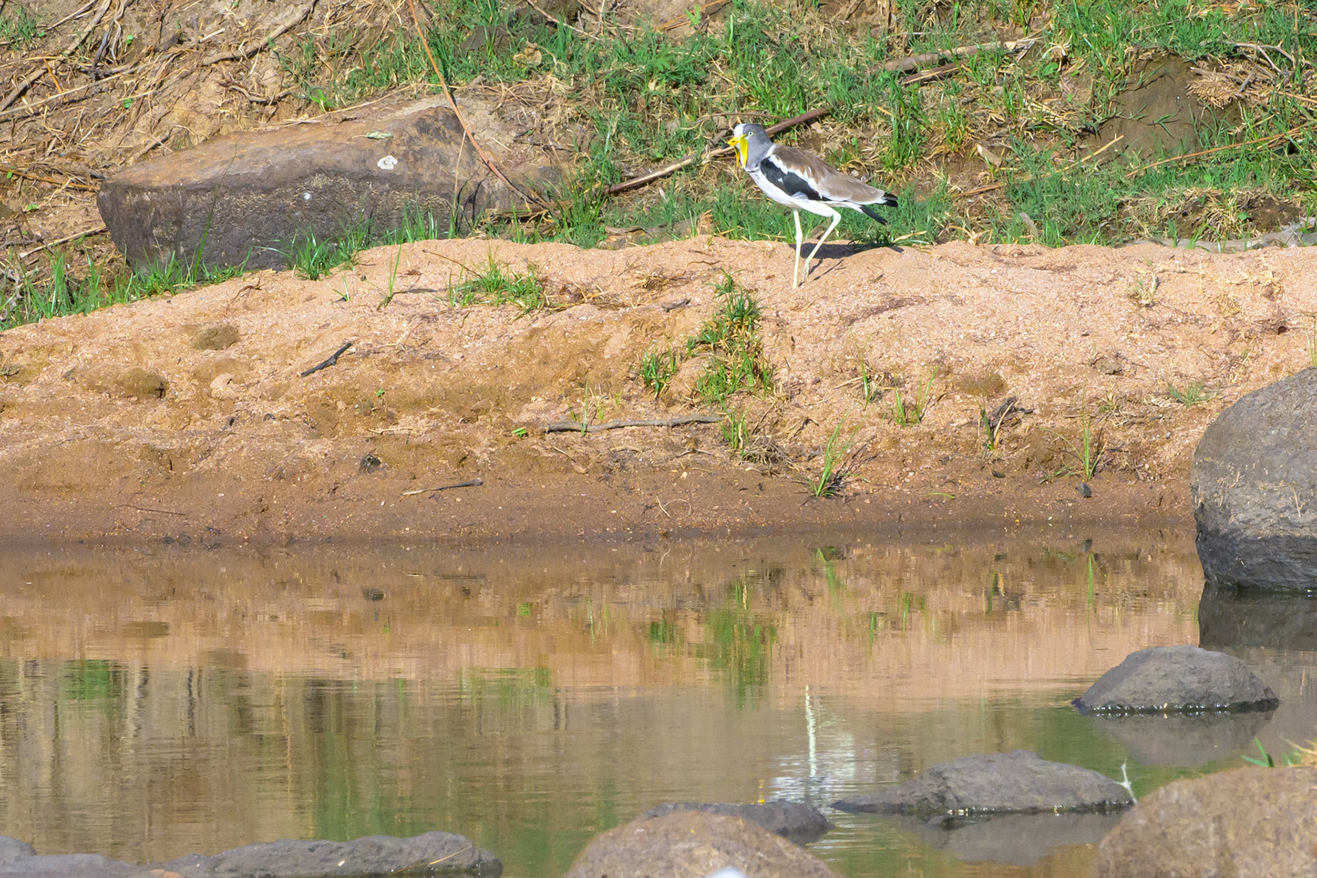 Wattled Plover