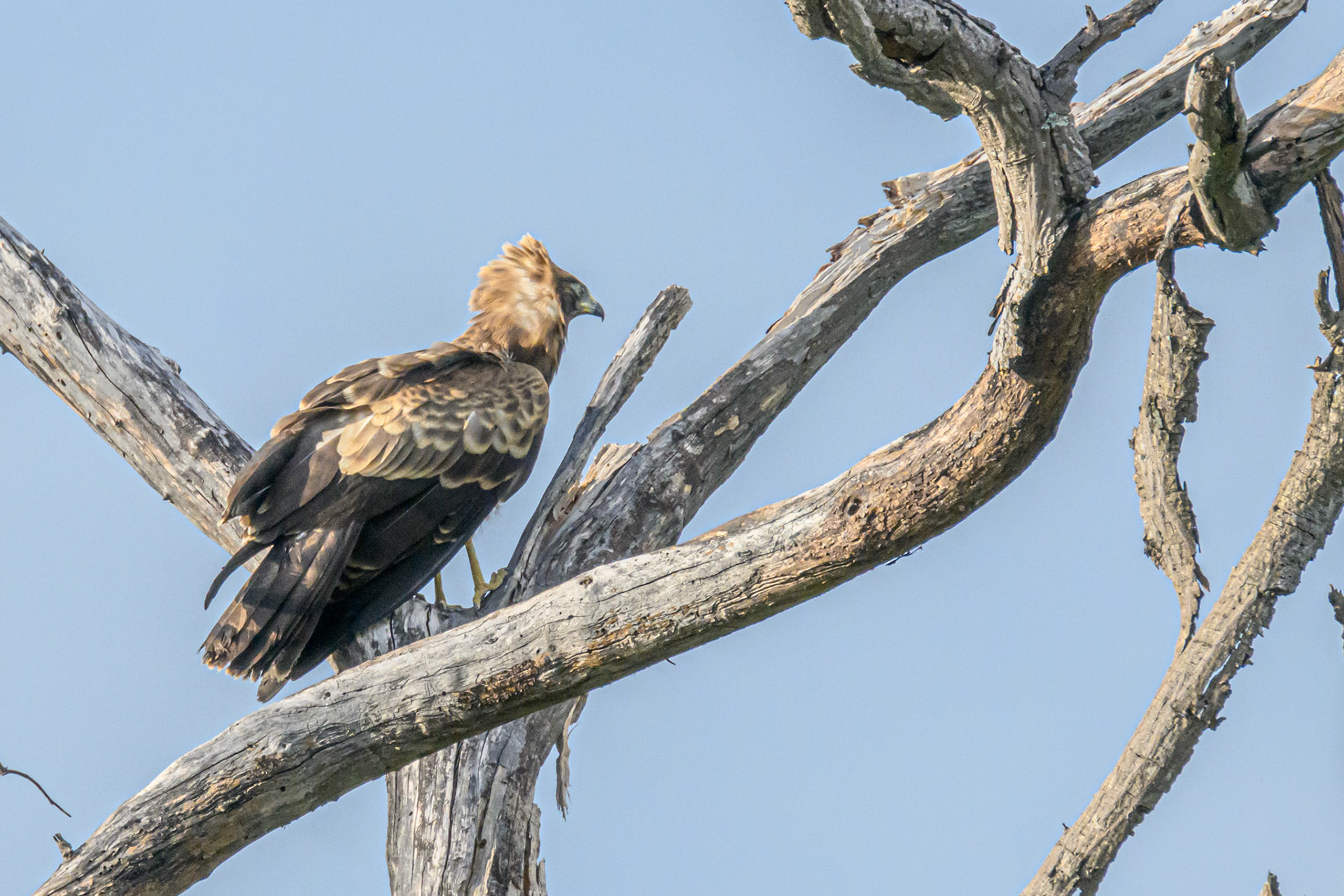 African Harrier-Hawk