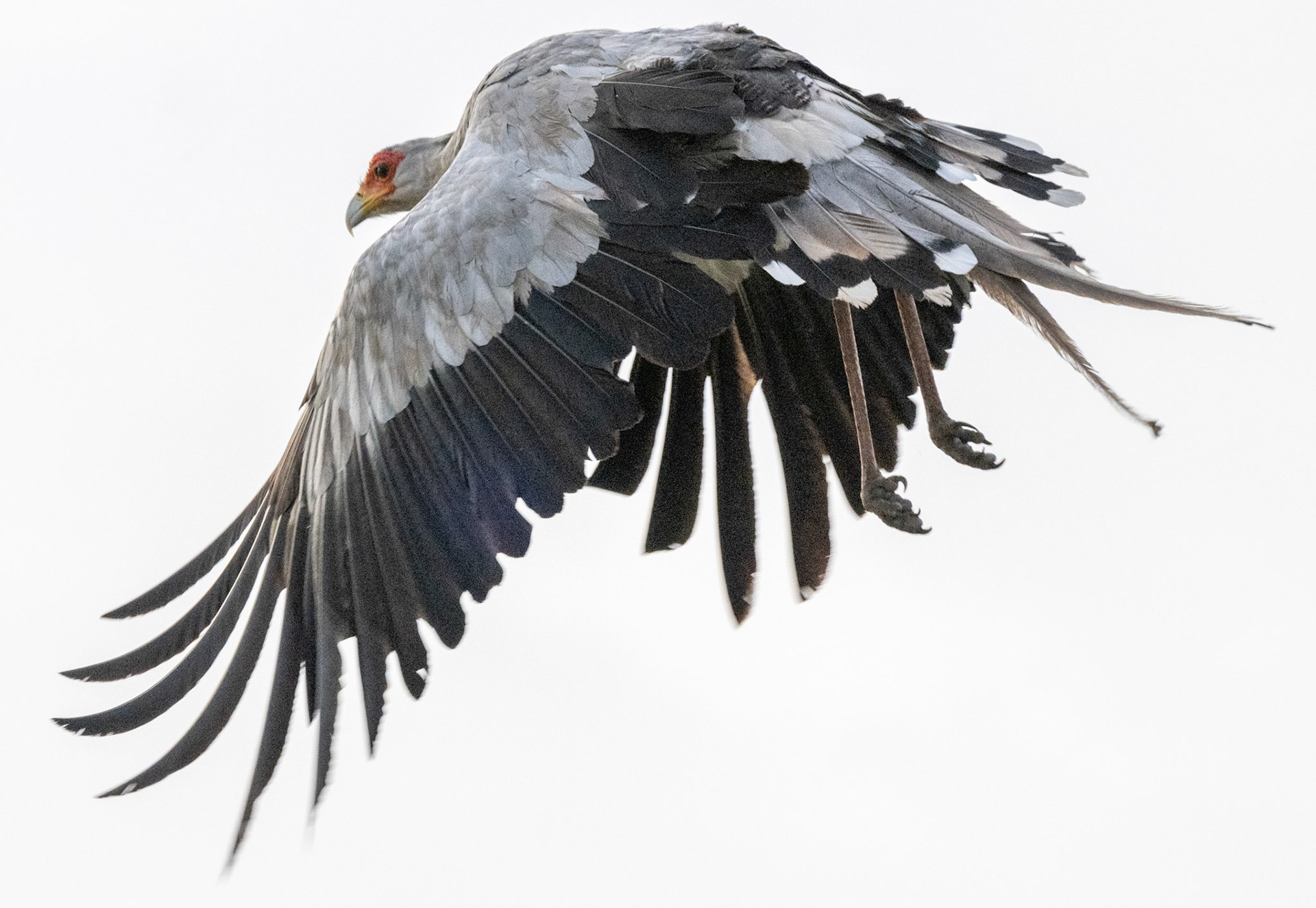 Secretary Bird