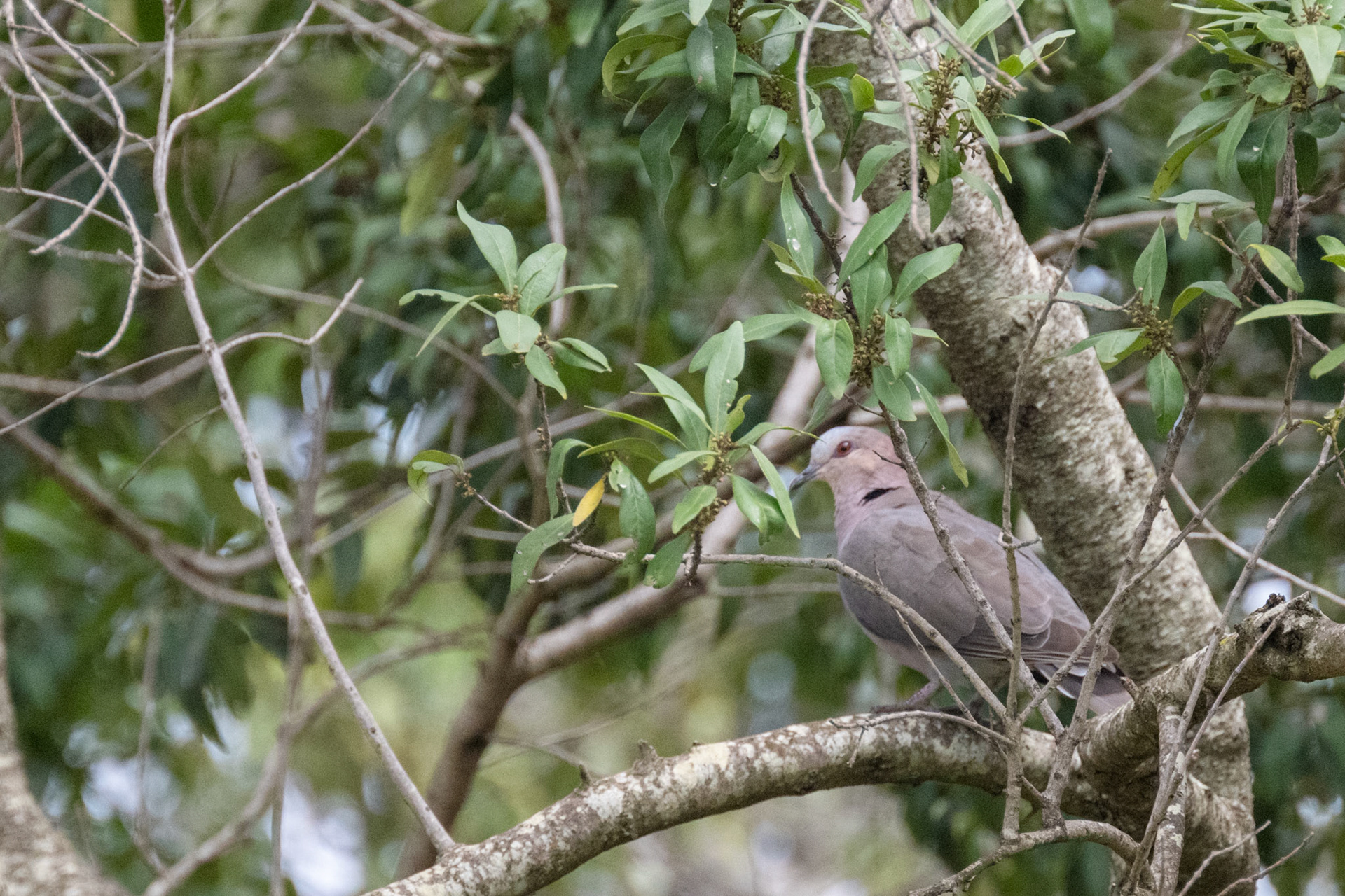 African Mourning Dove