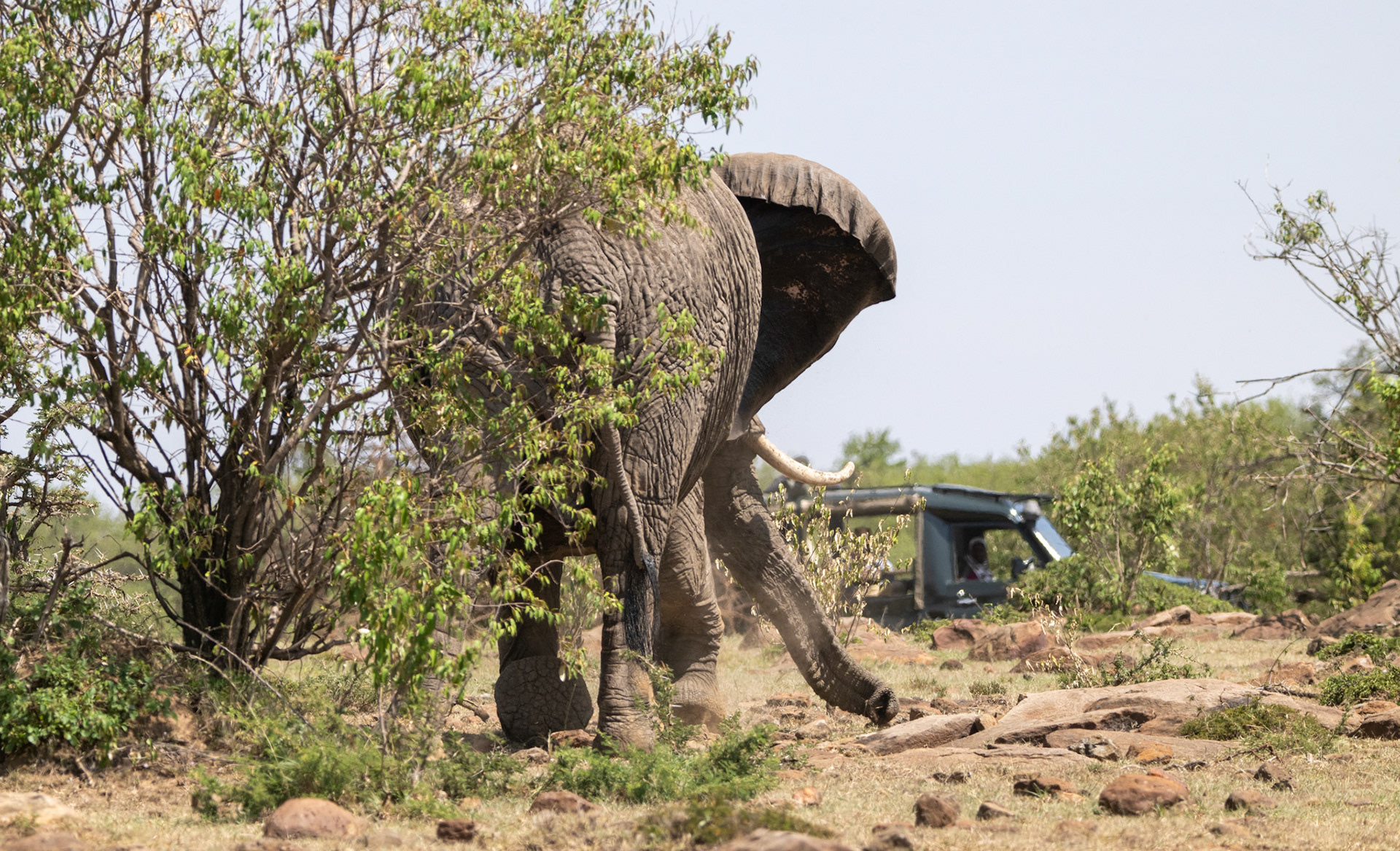 Vet wound treatment sequence