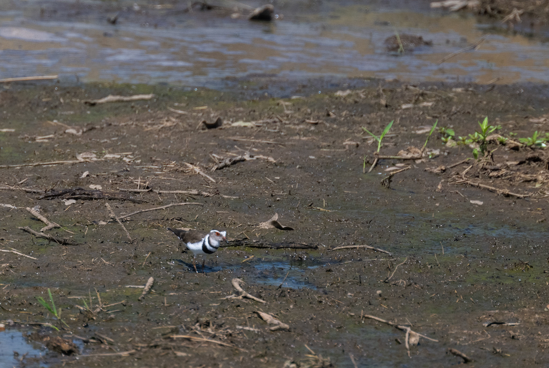 Three-banded Plover