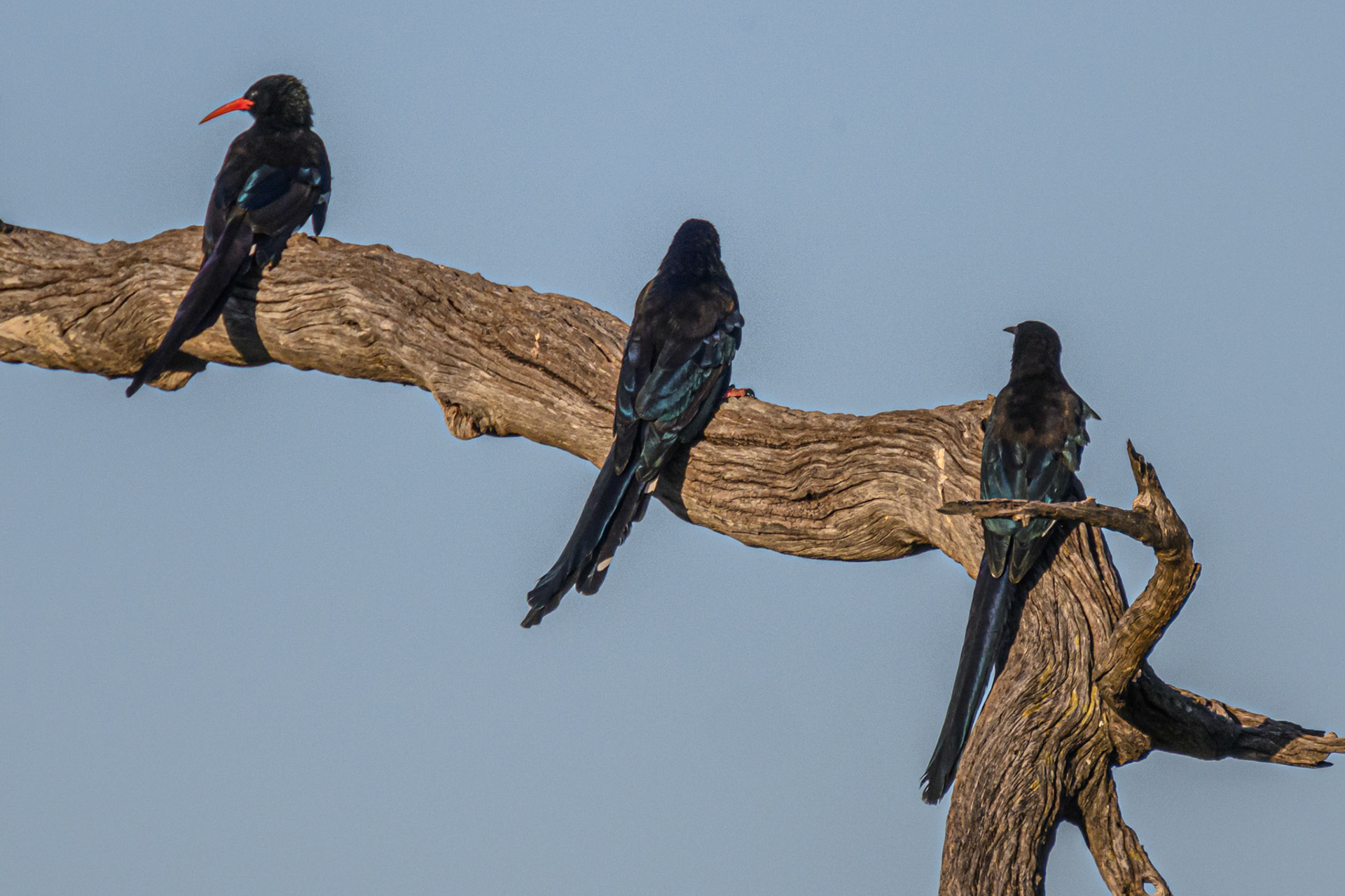 Fork tailed Drongo