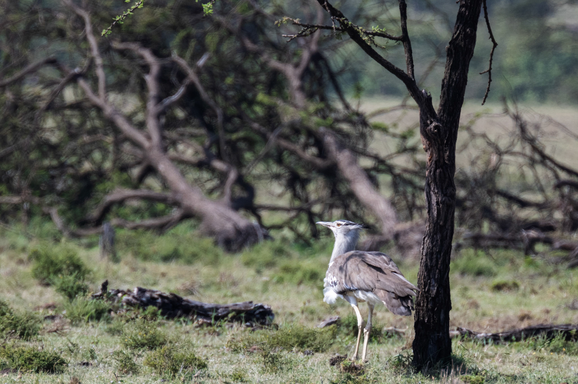 Kori Bustard