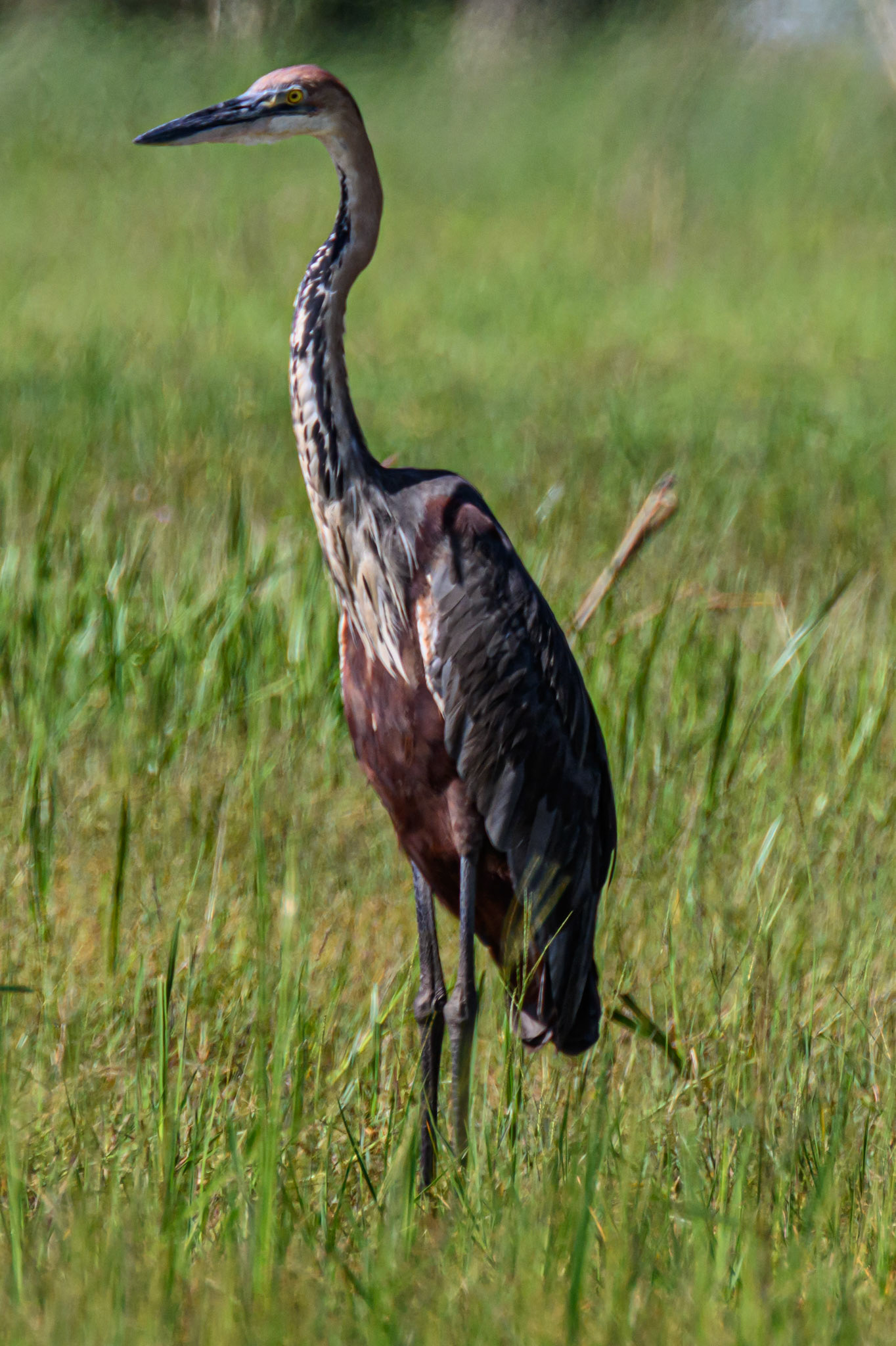 Goliath Heron