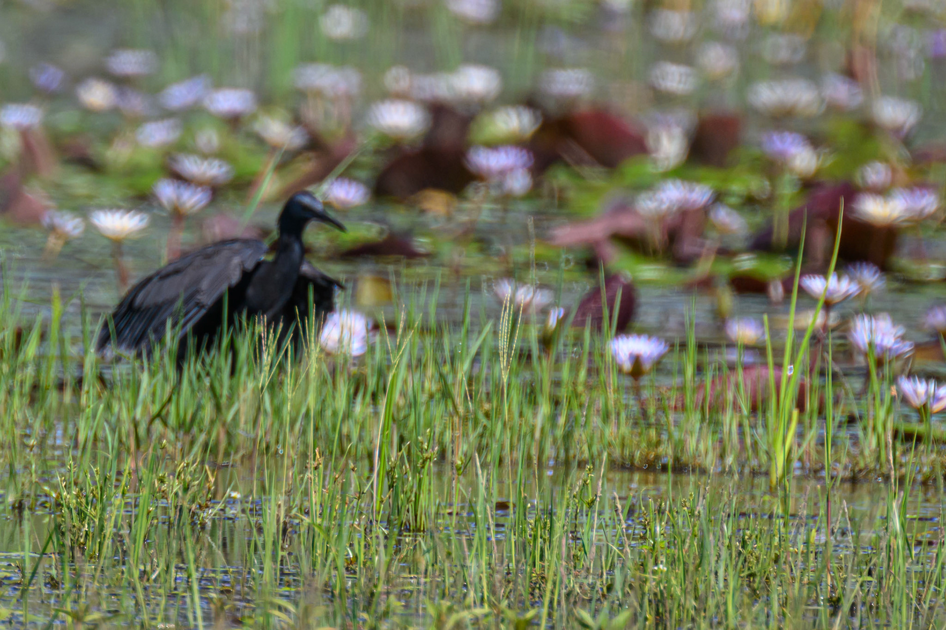 Black Heron (fishing)