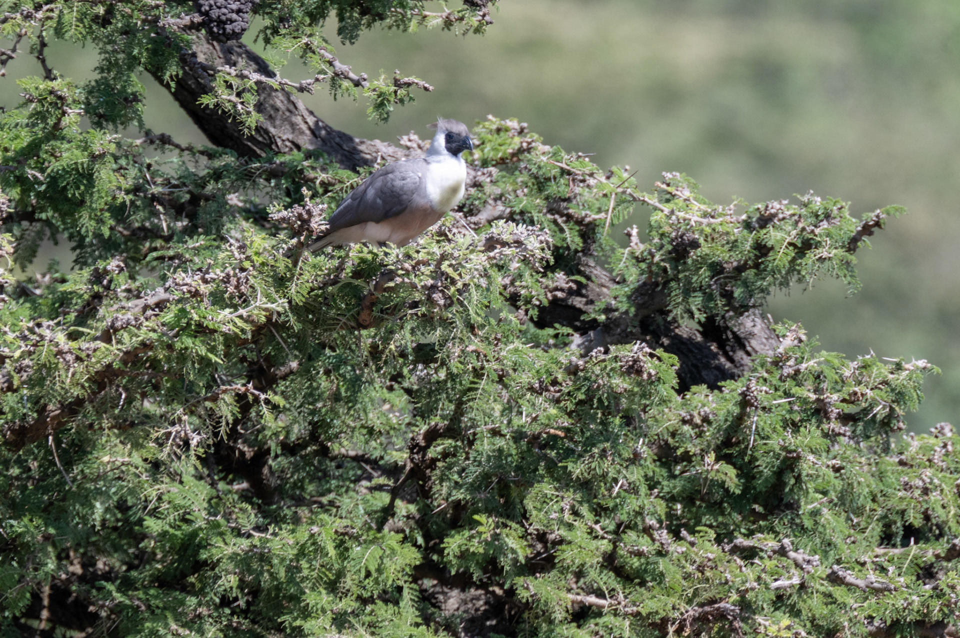 Bare-faced Go-away Bird
