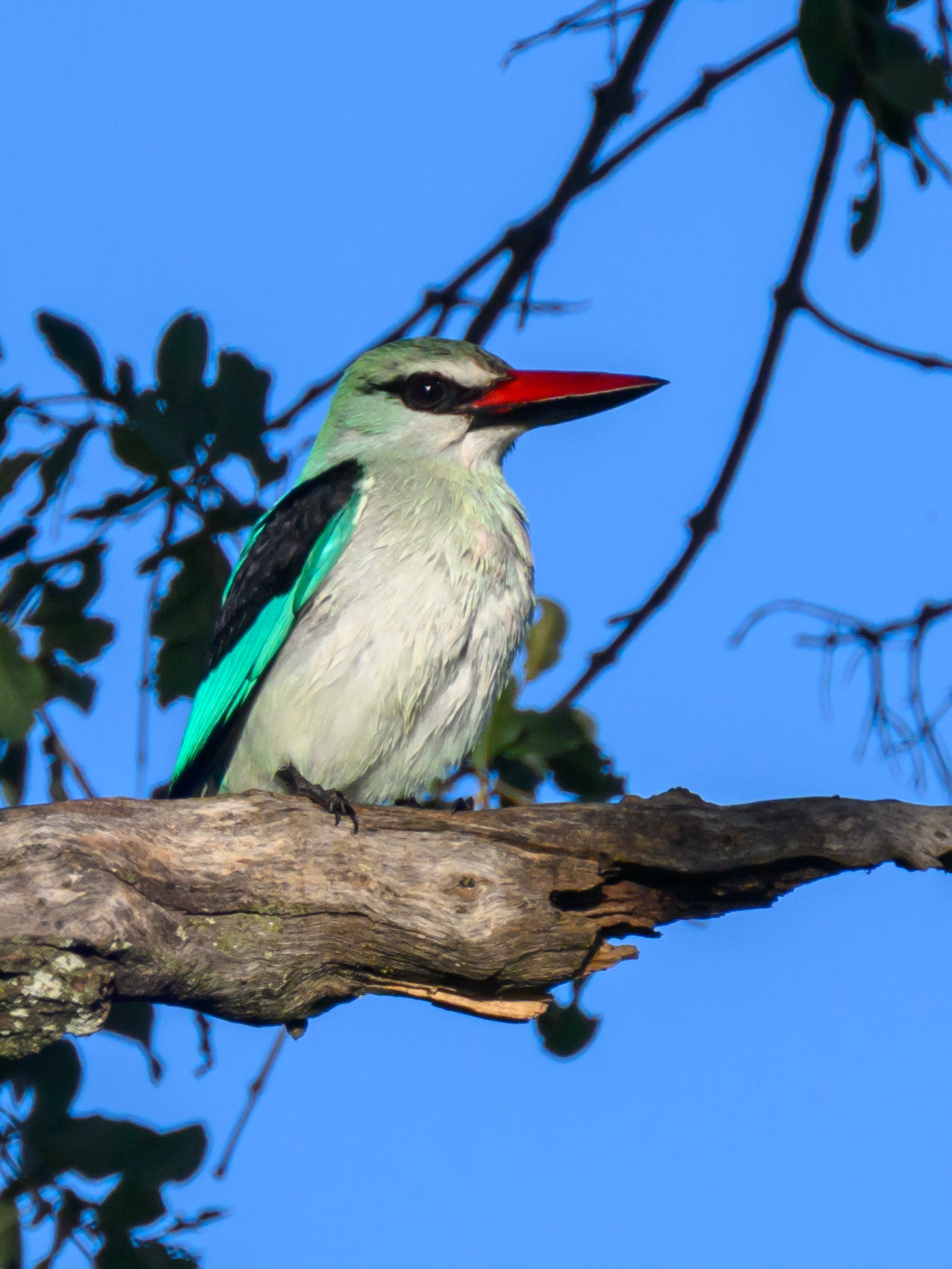 Woodland Kingfisher