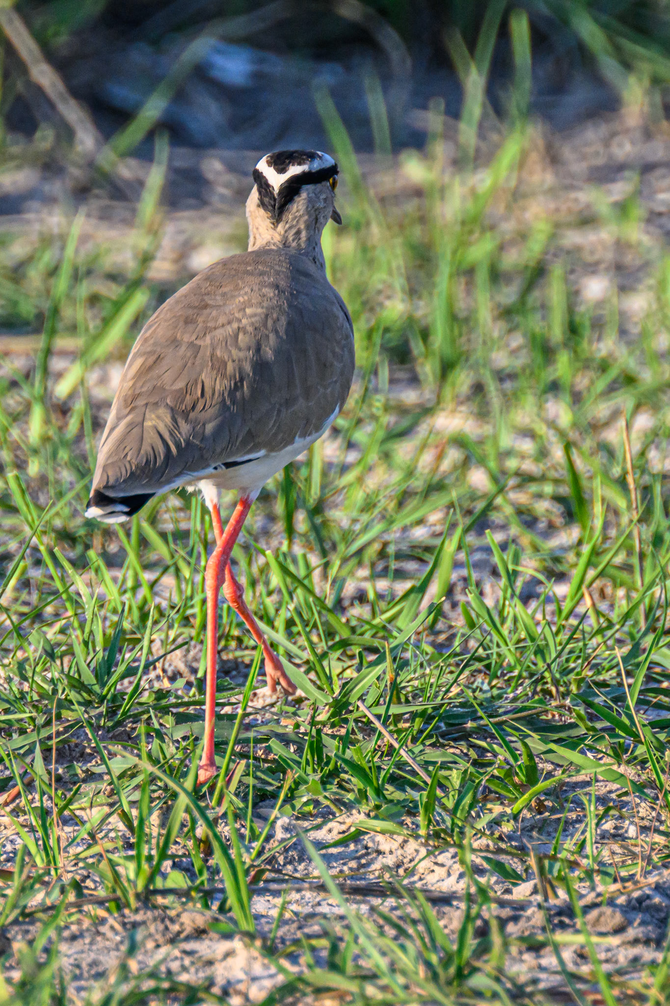 Crowned Plover