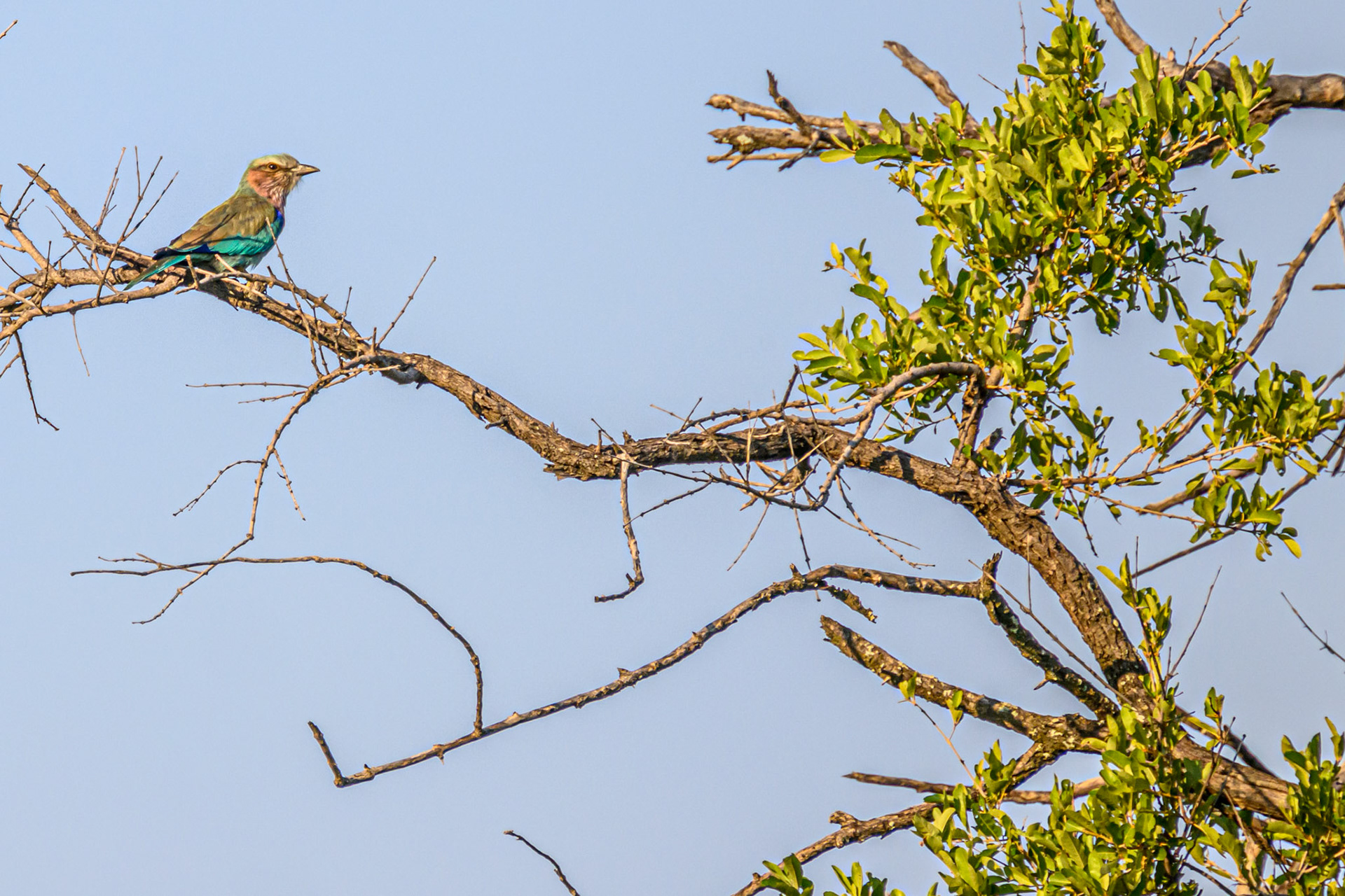 Lilac-breasted Roller