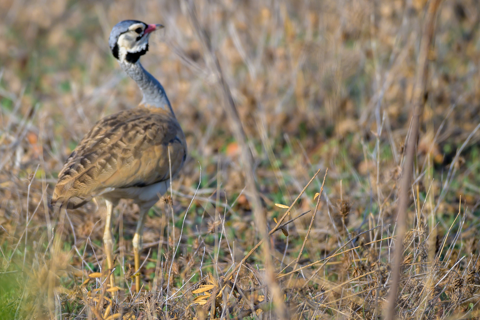 White-bellied Bustard