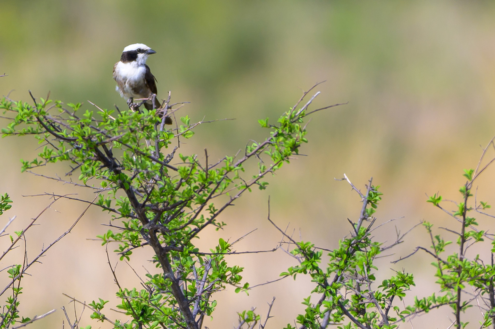Northern White-crowned Shrike