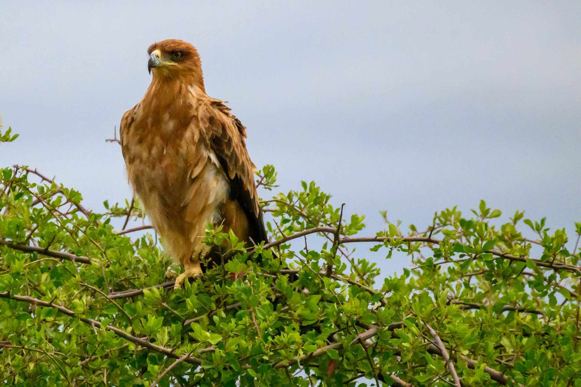 Tawny Eagle