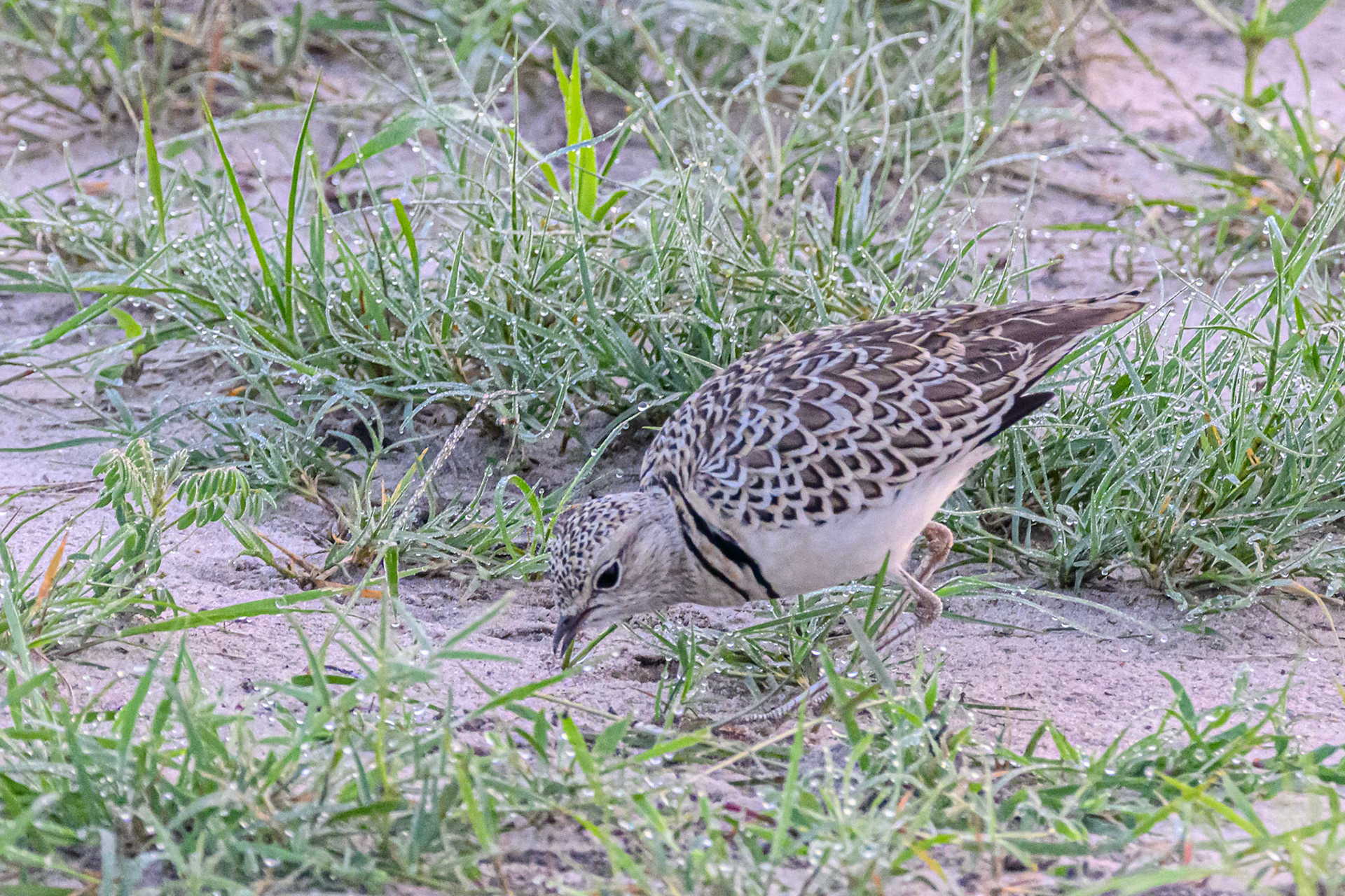 Double-banded Courser