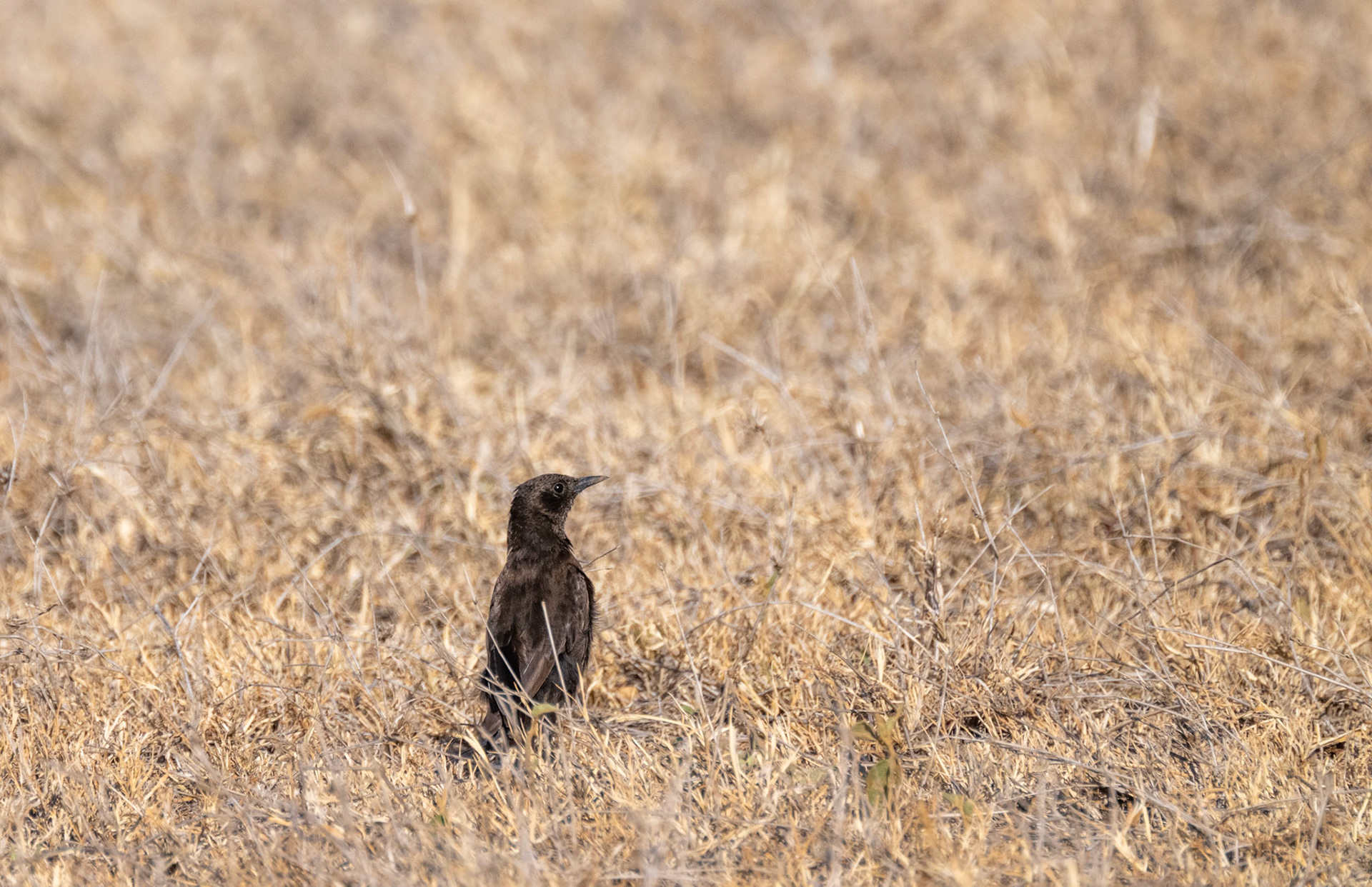 Northern Anteater Chat