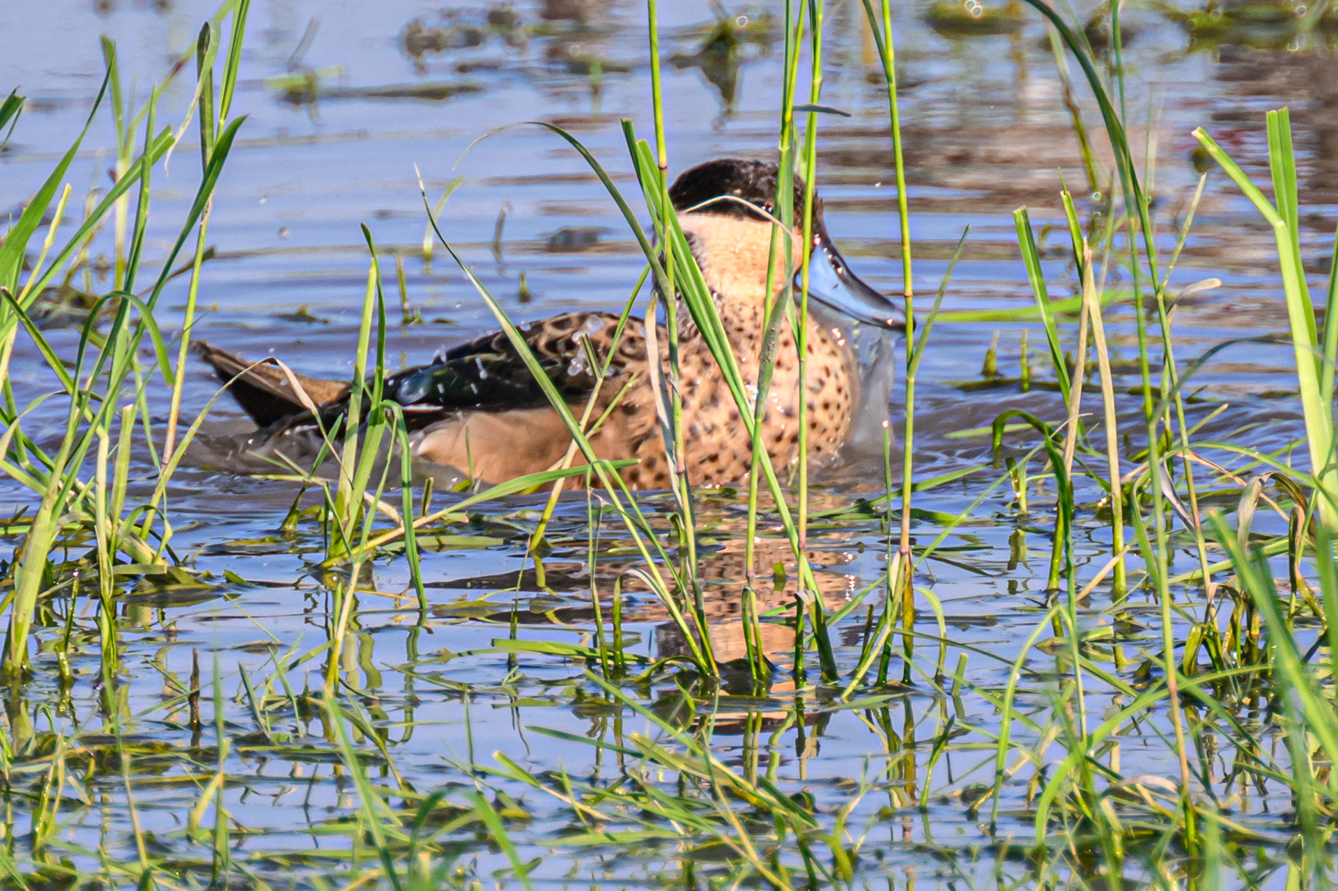 Red-billed Teal