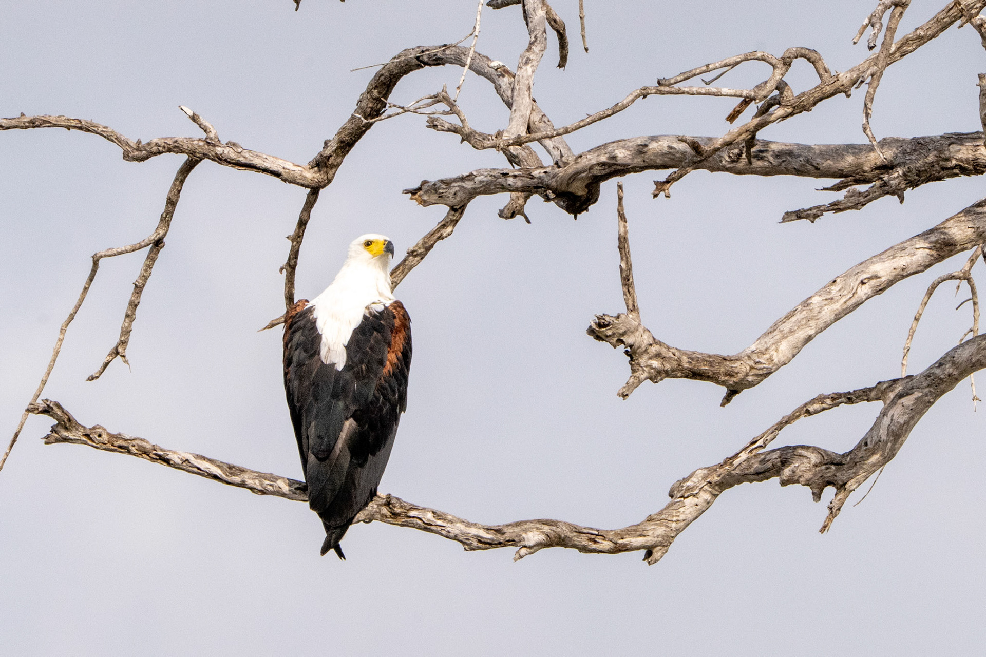 African Fish Eagle