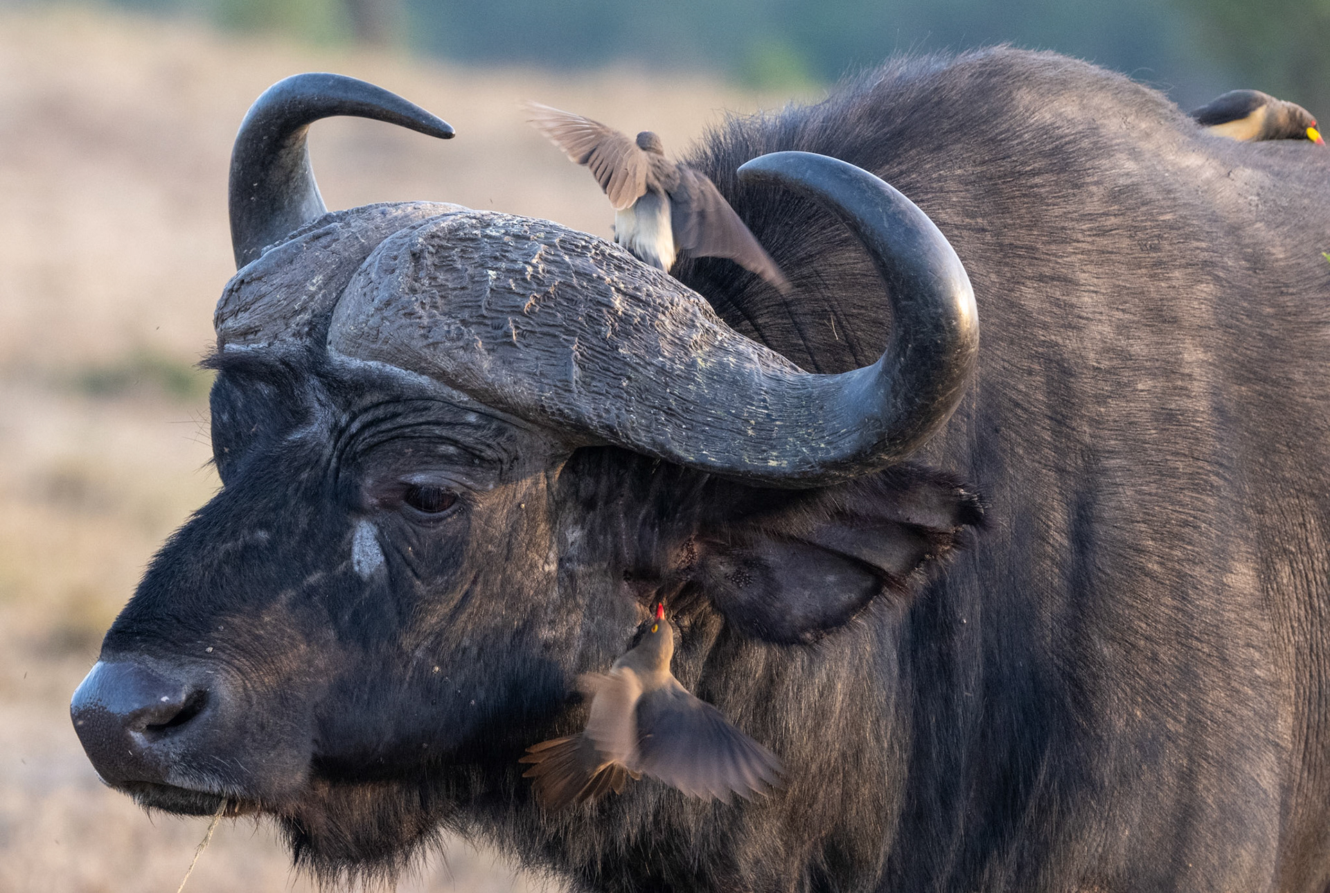 Old Buffalo + Oxpeckers