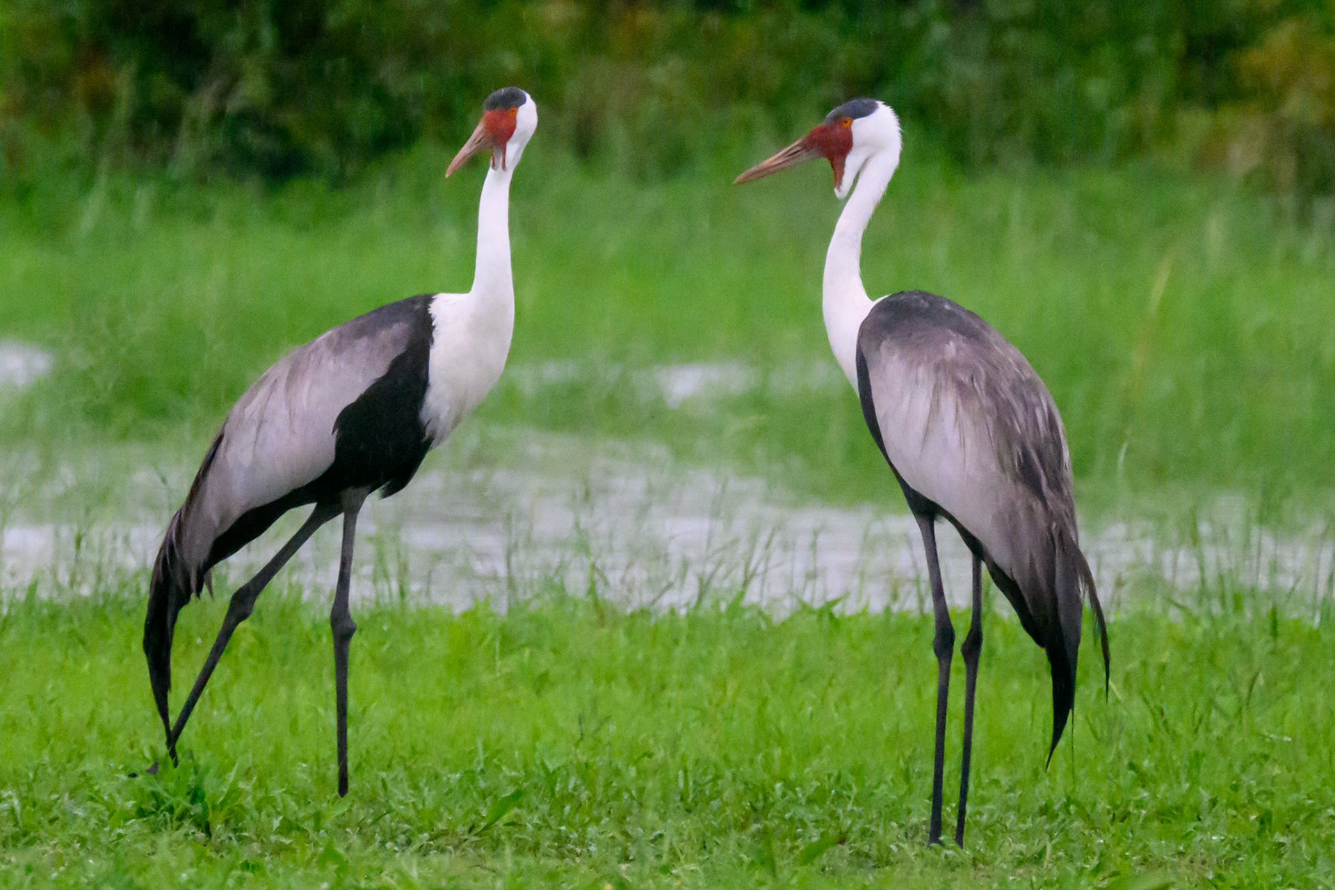 Wattled Cranes