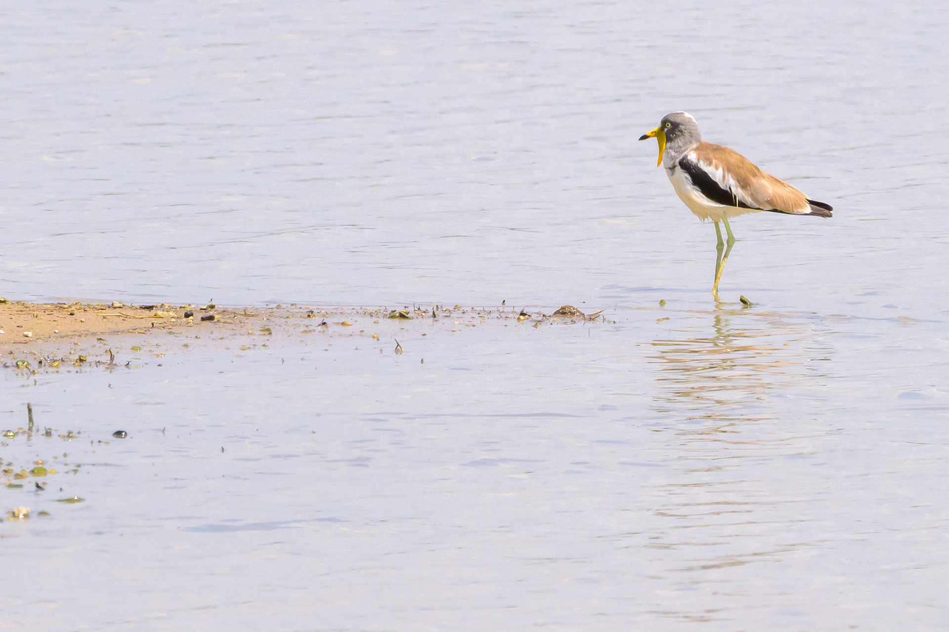Wattled Plover