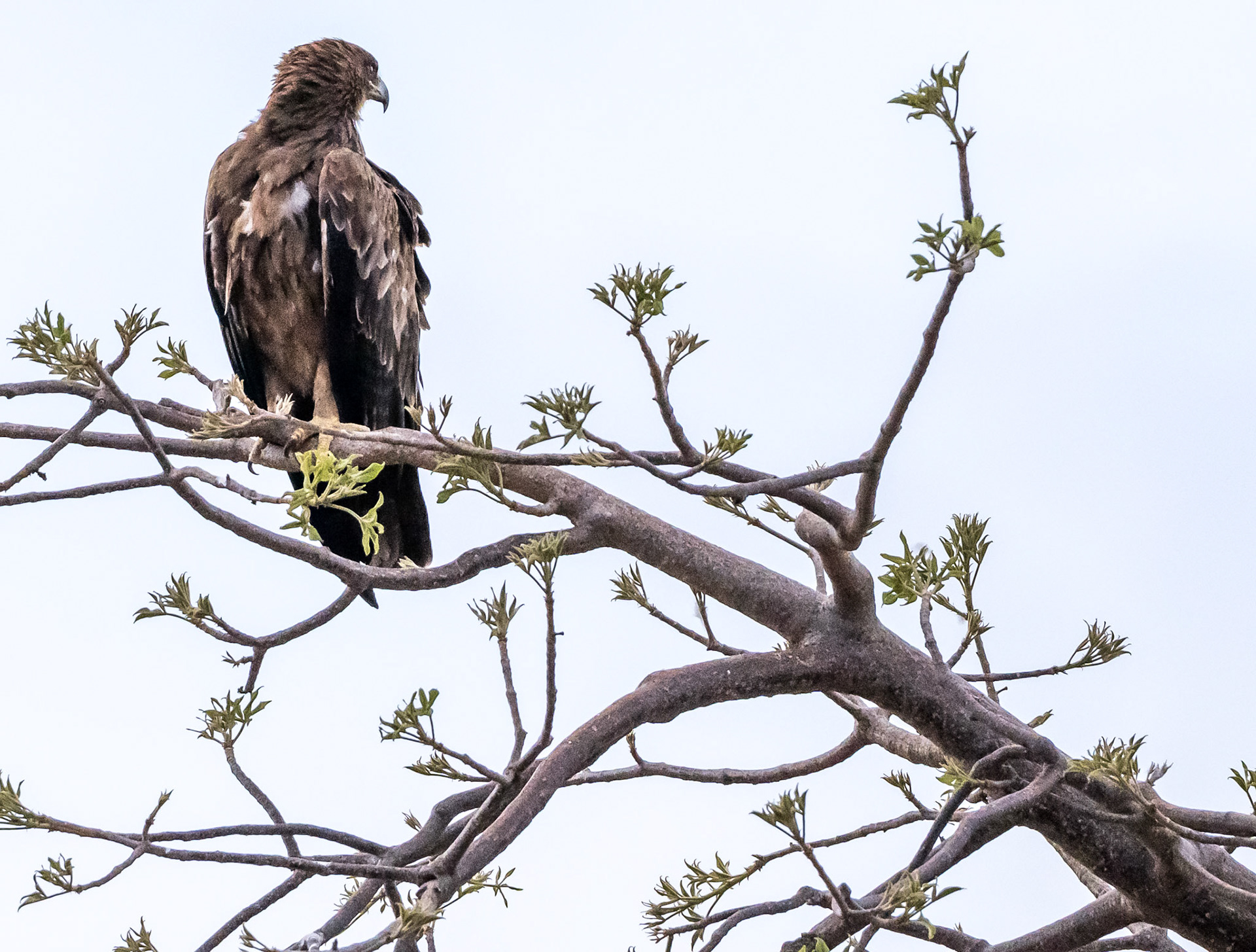 Brown Snake Eagle