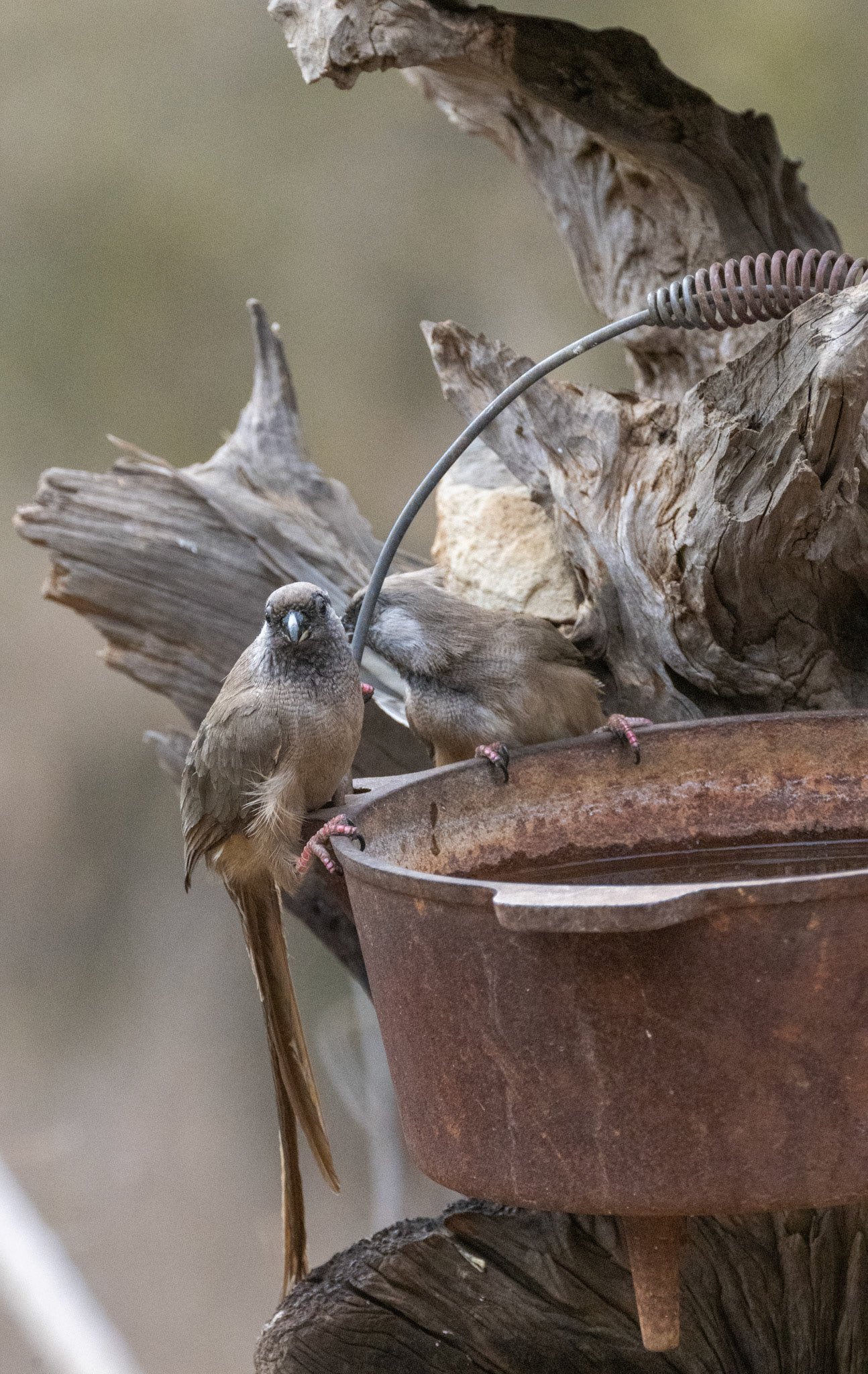 African Paradise Flycatcher