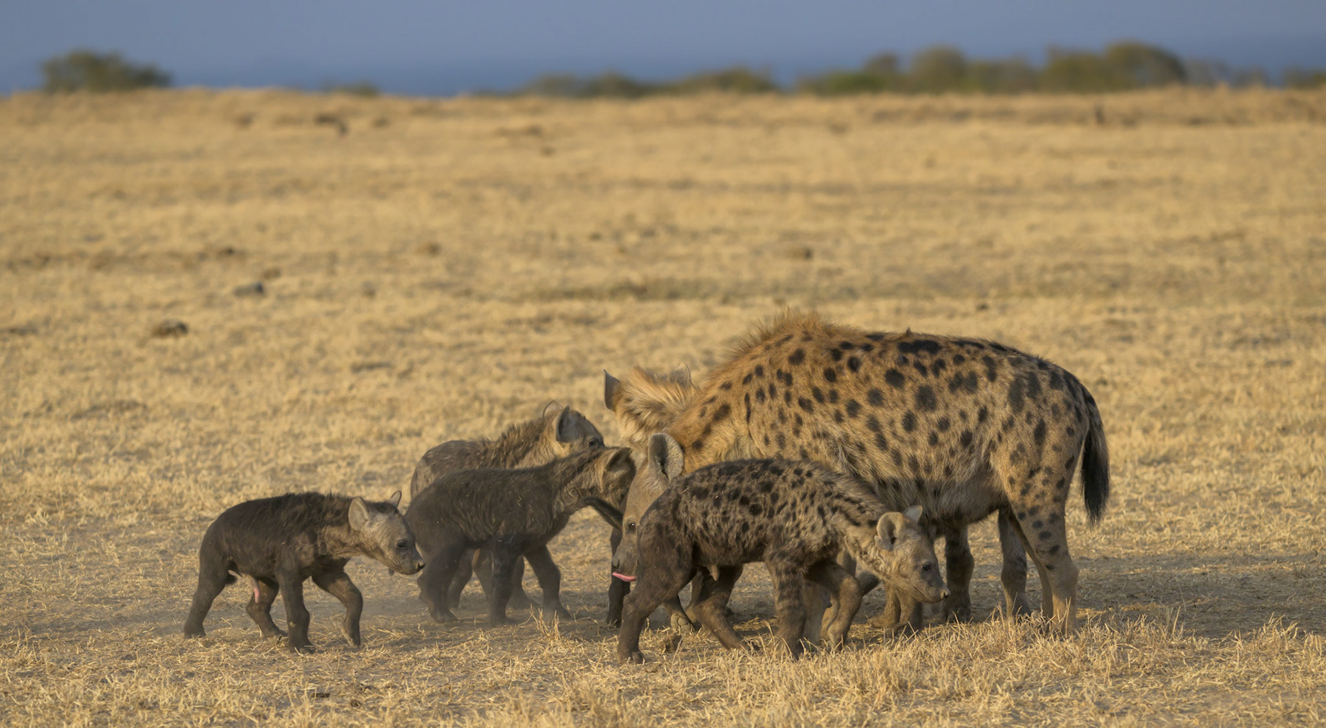 Hyena Family